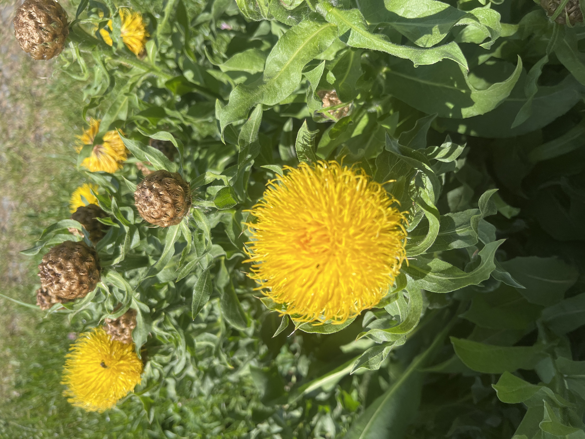 The image shows a close-up of a cluster of plants, including several yellow globe-shaped flowers and several brown, dried flower heads. The plants have green leaves. The background consists of grass and other vegetation. The location is Onokivtsi, Ukraine.
