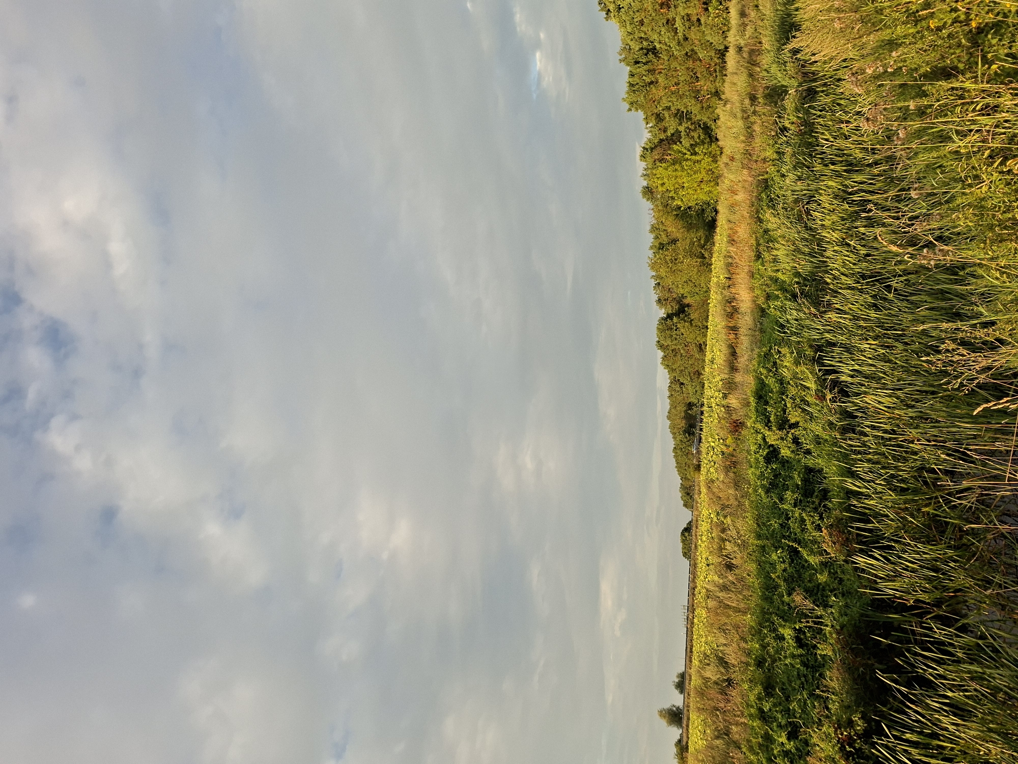 A field of sunflowers stretches across the horizon, bordered by a dense line of trees. In the foreground, tall grasses sway in the breeze, casting long shadows in the golden hour light. The sky above is a canvas of soft, diffused clouds, tinged with hints of blue. There are no people or animals visible in the scene. This is an image from Schönefeld, Germany.