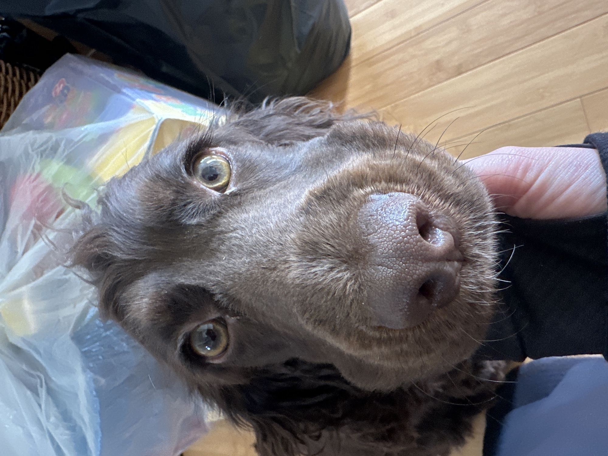 The scene is an interior location in Wealden, United Kingdom, featuring a medium-sized, long-haired brown dog viewed from a low angle, facing directly towards the observer. The dog's eyes are wide, amber-brown with visible reflections, and its prominent snout has a textured pinkish-brown nose. Fine whiskers extend from its muzzle. A human left hand, dressed in a dark sleeve, is positioned beneath the dog's chin, indicating physical contact. The background consists of light-toned wooden floorboards. Above the dog's head, to the left, a translucent plastic bag containing multi-coloured objects is present. To the right, a dark object and a portion of a woven basket are visible.
