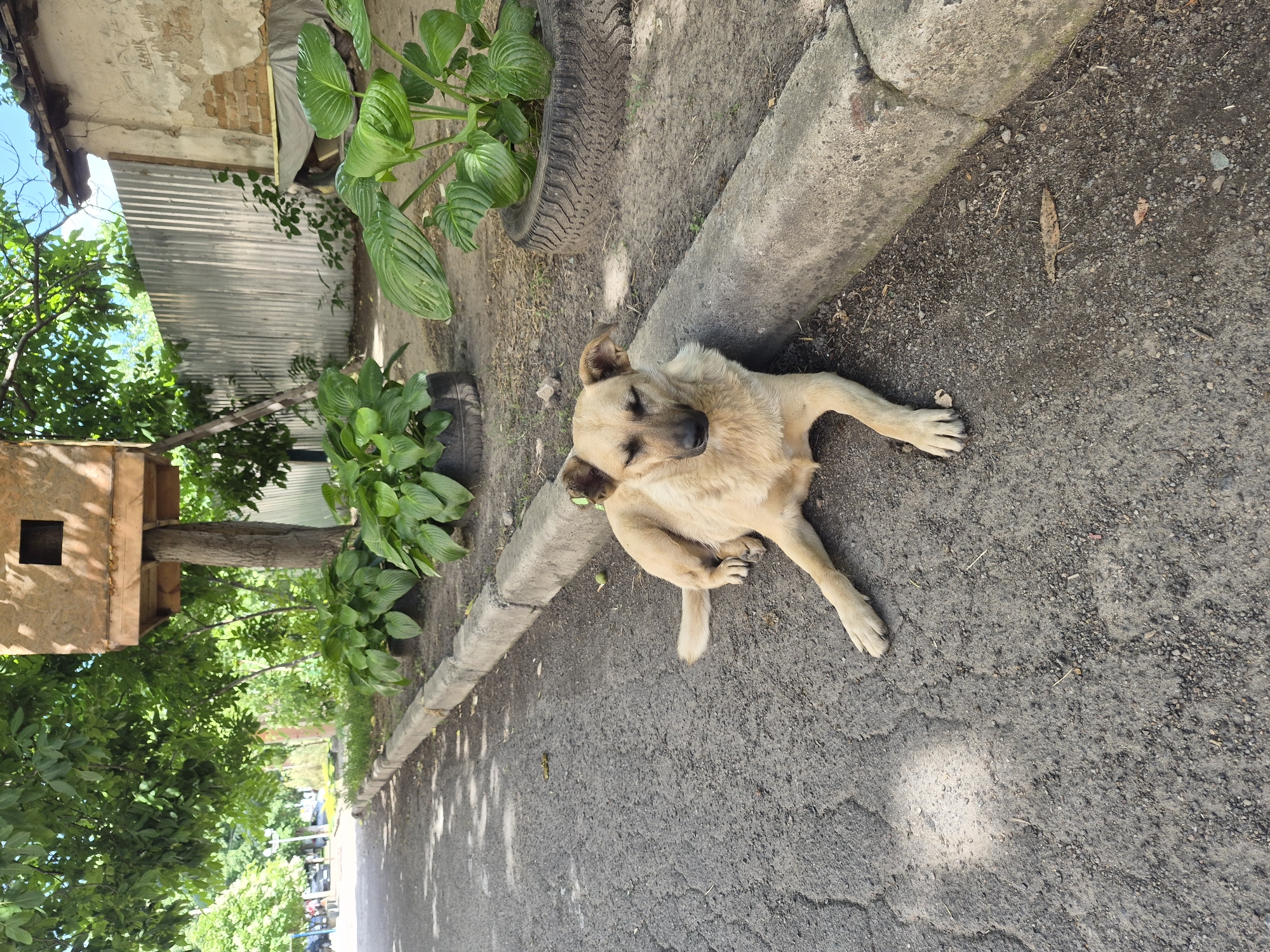 A light brown dog with dark ears is lying down on asphalt next to a concrete curb in an outdoor urban setting. The dog is facing the camera with its eyes partially closed and its mouth slightly open. Behind the dog, a row of leafy green plants is growing in old tires, and beyond that, a weathered corrugated metal fence stands against a crumbling stucco wall. In the background, a wooden birdhouse or feeder is mounted on a tree, and more trees and foliage are visible. The ground is a mixture of asphalt and dirt.