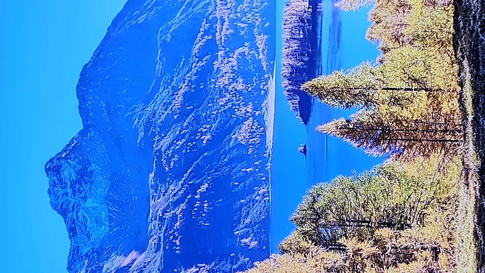 This is a landscape photograph featuring a serene mountain lake scene. The image is dominated by deep blues and vibrant yellows, suggesting an autumn setting with clear skies. In the foreground, the lower portion of the image is filled with lush, yellowing trees, likely larches, with their needles displaying a rich golden hue. Their branches create a textured frame for the scene beyond.
The mid-ground reveals a calm, bright blue lake. Across the lake, a small, tree-covered island is visible, adding a point of interest to the water. Further into the distance, the slopes of a massive mountain range rise dramatically. These mountains are covered in a dense forest, with the trees appearing as a textured pattern of lighter tones against the deep blue of the mountain slopes. The very peak of the mountain is rendered in a soft, hazy blue, hinting at a significant elevation and possibly snow or mist. The sky above is a clear, unbroken expanse of bright blue. The overall impression is one of natural beauty and tranquility.