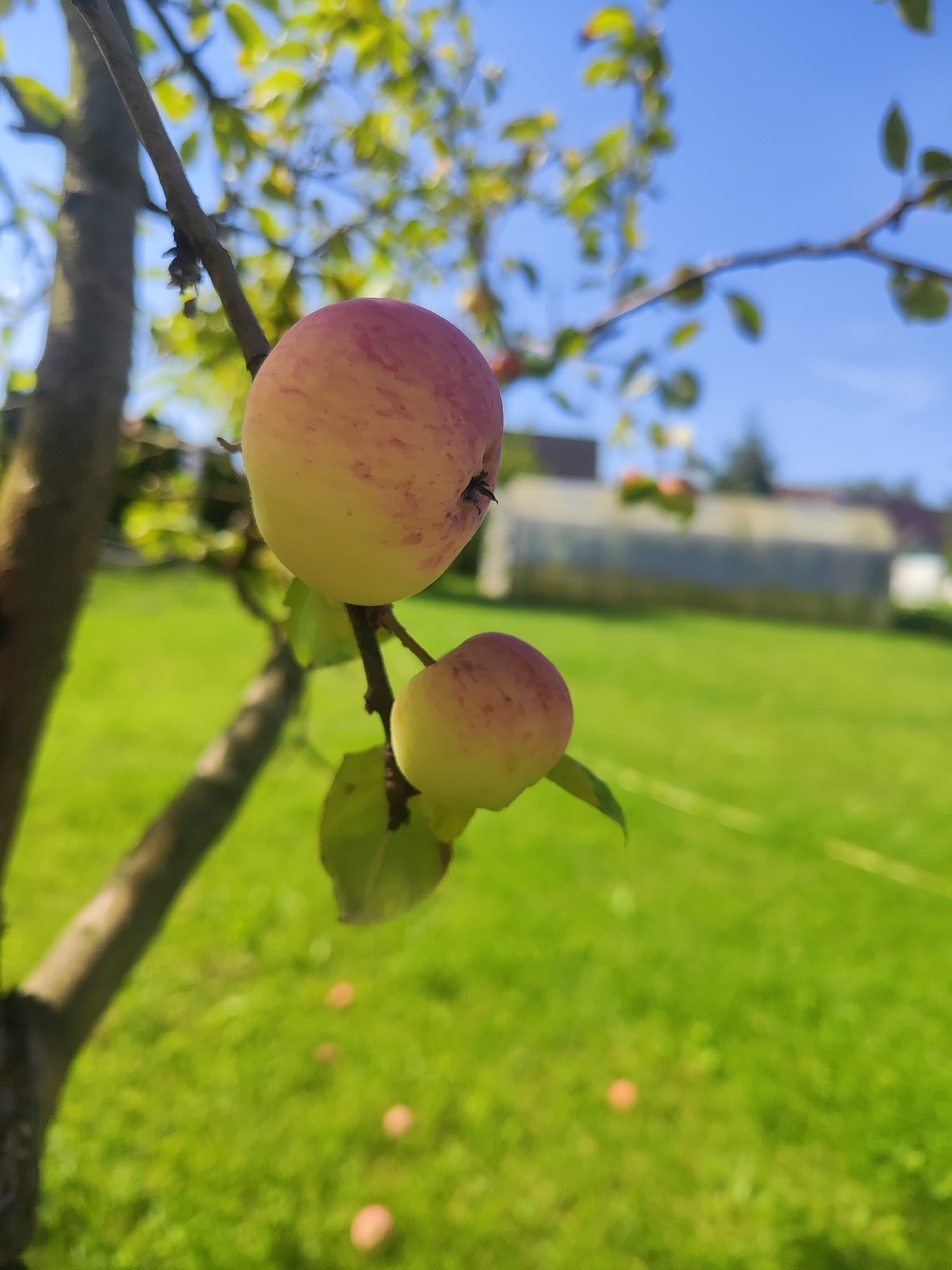 The image shows two unripe apples hanging from a tree branch. The apples are mostly yellow with some reddish blush. The background is a blurred green lawn with a greenhouse and some trees visible in the distance. The sky is blue. The scene appears to be in a backyard or garden. There are no people visible in the image. The location is stated to be the city of Gvardeysk, Russia, but there are no specific landmarks to confirm this.