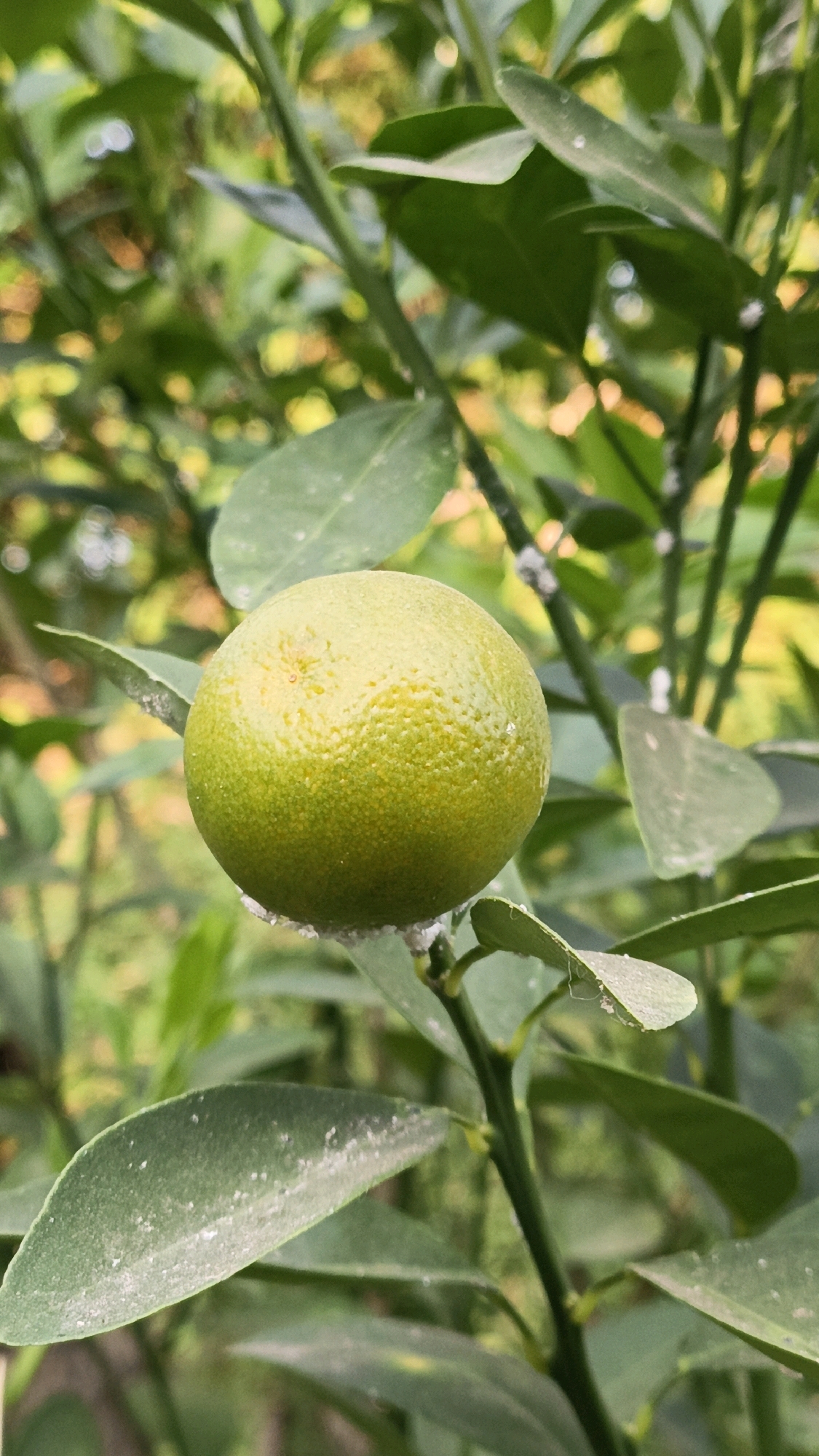 A close-up, vertical, eye-level shot captures a single, unripe green citrus fruit hanging from a branch amidst other green foliage and branches. The fruit, roughly spherical, is textured with small bumps and has a slightly glossy sheen. It is positioned slightly off-center to the left. The background consists of blurred green leaves and branches, with some areas of soft, out-of-focus light suggesting a natural, possibly outdoor environment. Some white powdery substances are visible on the leaves and around the stem of the fruit, possibly indicative of natural growth or a mild infestation. The image appears to be taken in Cikal, Indonesia.