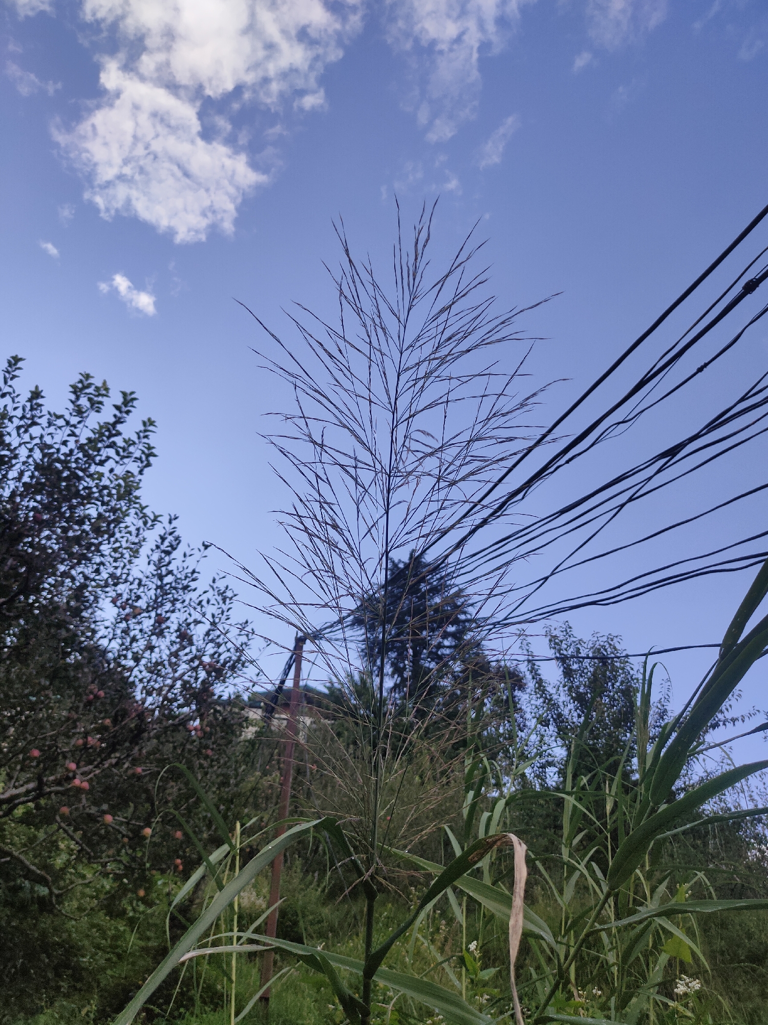 A low-angle, close-up shot captures a wispy stalk of dry grass dominating the center of the frame, its delicate fronds fanning out against a clear blue sky. To the left, a dense canopy of green foliage, likely from an apple tree laden with ripe fruit, partially obscures the background. A cluster of power lines, thick and black, cut diagonally across the upper right quadrant of the image, contrasting with the natural elements. The scene appears to be an outdoor setting in Siumsa, India, with a hint of a rural or semi-urban environment suggested by the presence of overhead wires and abundant vegetation. The overall impression is one of a quiet, natural setting with signs of human infrastructure.