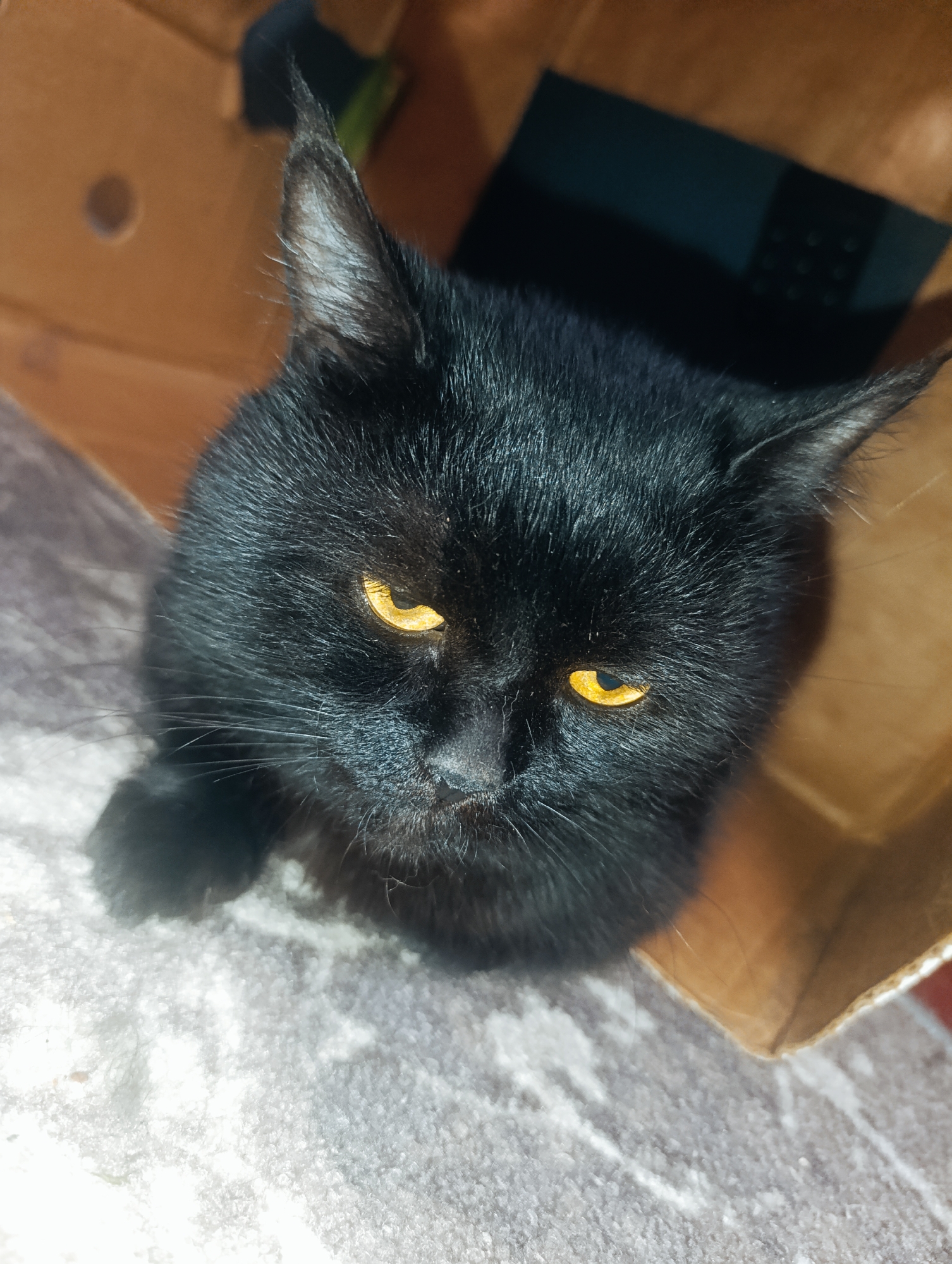 A close-up, high-angle, indoor shot captures a black cat with bright yellow eyes sitting in a brown cardboard box. The cat's fur is dark and appears soft, with its ears pointed upwards and slightly outward. The background is blurred, showing the textured interior of the box and a dark object in the upper right corner. The cat's gaze is directed slightly downwards and to the left. The image does not contain any identifiable landmarks or context related to Zlatopil, Ukraine.