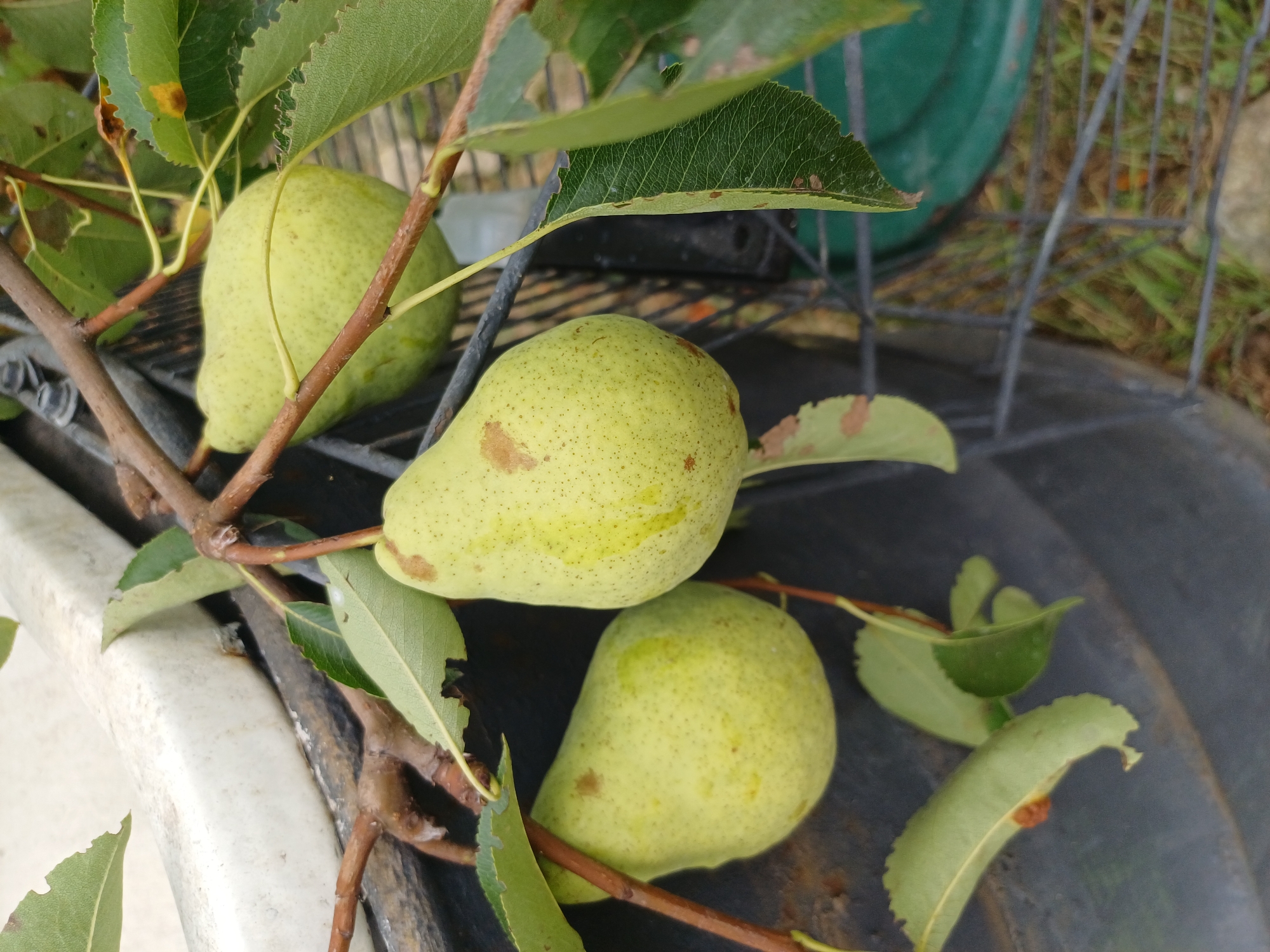 Three light green pears hang from a tree branch, supported by thin brown stems. The pears are speckled with small brown dots and have areas of light brown discoloration. They are positioned in the upper right, middle, and lower left of the frame. Several green leaves, some with brown spots and serrated edges, surround the pears and branches. The background is a mix of dark gray and black, with hints of green and brown. A white object, possibly a planter or structure, is visible in the upper left corner. A dark metal grate or cage is present in the middle ground and extends to the right. The overall scene suggests an outdoor setting, likely a garden or orchard, with hints of a rural or suburban environment in Sulymivka, Ukraine.