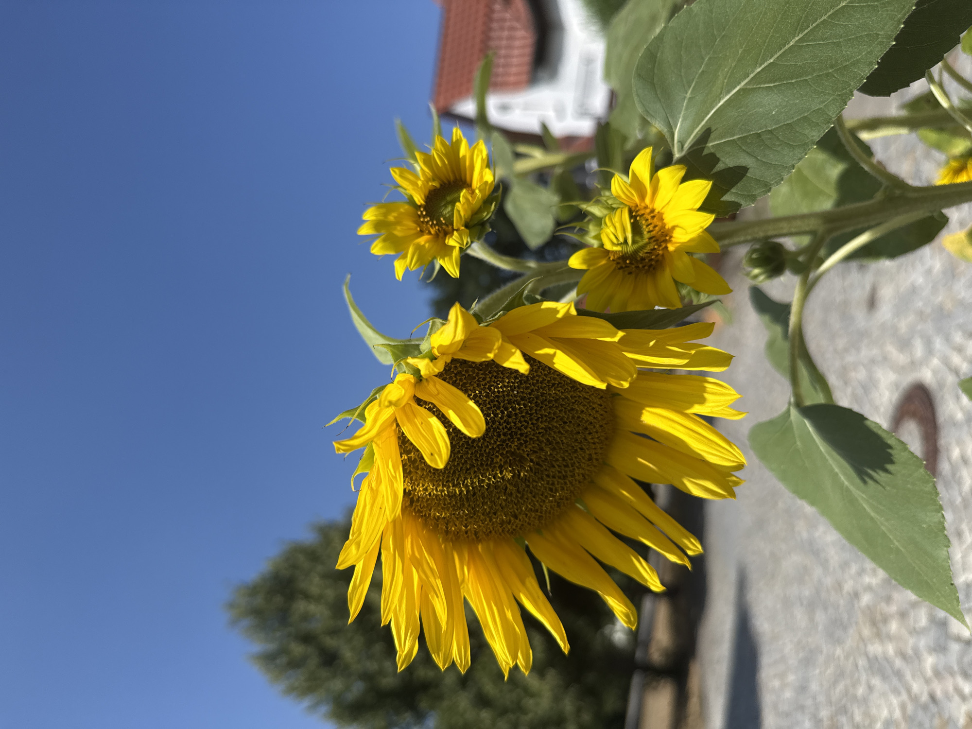 This is a close-up, eye-level shot of sunflowers with a clear blue sky in the background. A large sunflower is prominently featured in the foreground, angled towards the left side of the frame. Its petals are a bright yellow and appear slightly wilted. Behind it, two smaller sunflowers are visible, one slightly above and to the right of the larger one, and another below and to the right. The smaller sunflowers are also yellow, with the one above showing a more developed center than the one below. Green leaves and stems are interspersed among the flowers, and the stem of the main sunflower is thick and hairy.
In the background, a blurry green tree is on the left. To the right, a white building with a red tiled roof is visible, suggesting a residential or institutional setting. The ground in the foreground is paved with light-colored stones, possibly a courtyard or walkway. The overall lighting suggests a sunny day. The image was taken outdoors, likely in a garden or park in the town of Walkenried, Germany. There are no people or animals visible in the image.