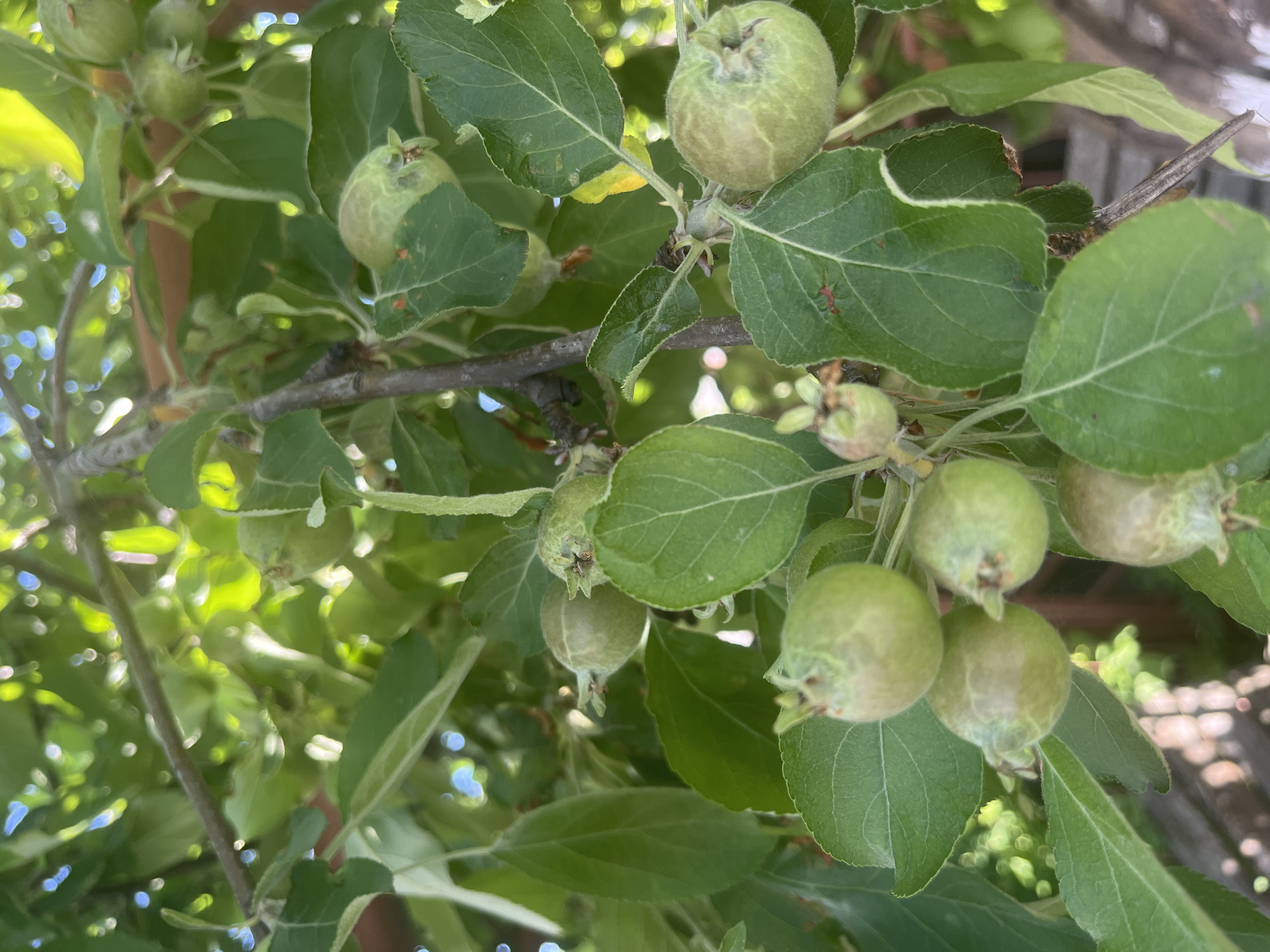 The image depicts a cluster of developing green apples on a tree branch, surrounded by lush green foliage. The apples are small and round, with a slightly fuzzy texture. Sunlight filters through the leaves, creating a dappled effect. The background is softly blurred, suggesting a natural outdoor setting. It is not possible to determine the specific location within the city of Shadrinsk, Russia from the provided image.
