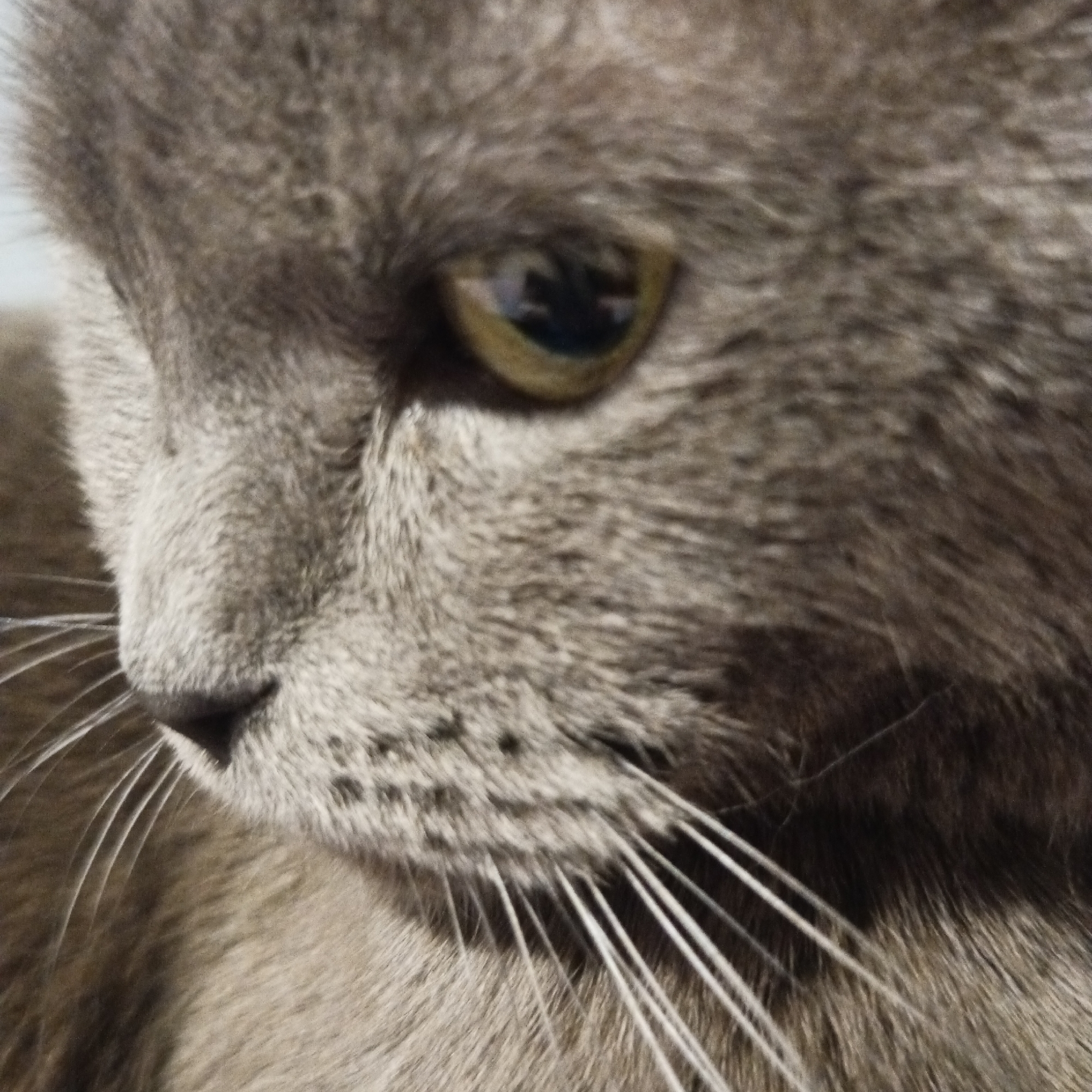 A close-up photograph depicts the face of a gray cat. The cat's nose is located at the lower left. Its eye is visible at the upper left, with a reflection of the sky. Long, white whiskers protrude from the cat's muzzle. The environment and exact location, including Chaikovsky, Russia, cannot be determined from the image. No people are visible.