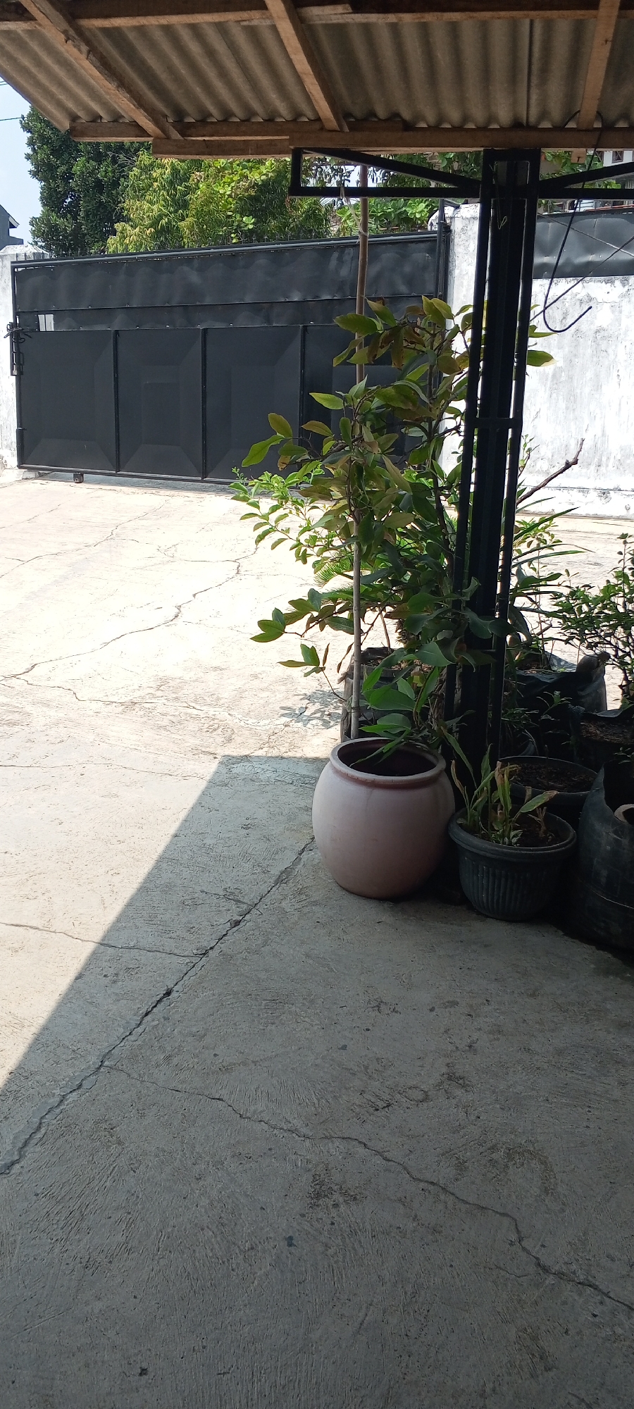 The image depicts an outdoor scene, likely a courtyard or patio, in Metro, Indonesia. A large black metal gate, partially obscured by shadows and foliage, forms the background. To the right of the gate, a white wall with some discoloration is visible. The foreground is dominated by a grey concrete ground surface, characterized by cracks and a distinct shadow cast from an unseen overhead structure.
In the middle ground, several potted plants are arranged. The most prominent is a large, round, light brown ceramic pot containing a leafy green plant. Adjacent to it are smaller, darker pots with plants. A slender wooden stake supports one of the plants. An overhead shelter with a corrugated metal roof and wooden beams extends into the frame from the top. The overall impression is one of a maintained outdoor space, possibly a residential or commercial area, given the presence of the gate and wall. No people are visible in the image. The lighting suggests it is daytime, with bright sunlight creating harsh shadows.