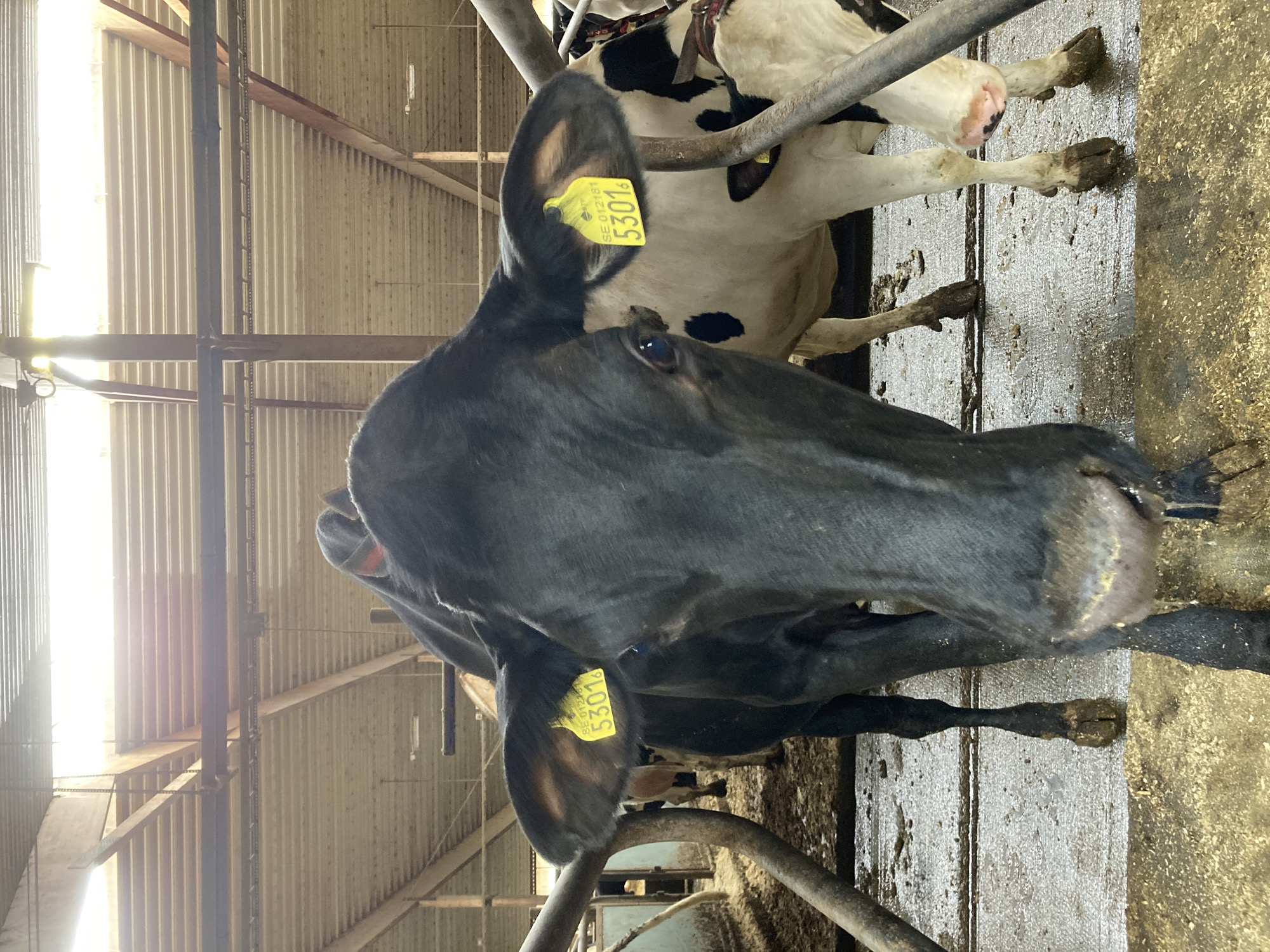 The image shows a close-up of two cows in a barn. The cow in the foreground is black and white, with a yellow ear tag that reads "SE.0128181 5301". Its head is angled towards the camera. Behind it, another cow, predominantly white with black spots, is partially visible. The environment appears to be a farm or a barn, with wooden beams and metal railings visible. The floor is wet and muddy, with some scattered straw. The overall lighting suggests it is daytime, with light filtering in from above. The location is identified as Kalmar, Sweden.