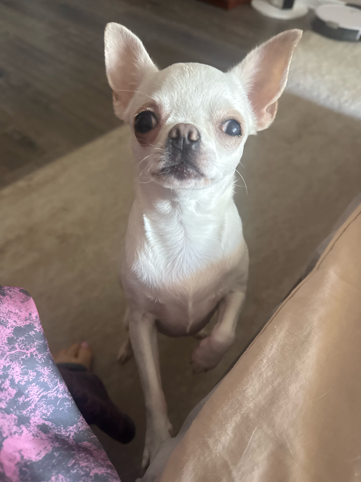 A white chihuahua dog with large ears and dark eyes is looking directly at the camera. The dog is standing on its hind legs, with its front paws extended upwards. It is in a room with a light-colored carpet and wooden flooring. To the left of the dog, a person's leg wearing patterned leggings is visible. To the right, part of a beige cushion or sofa is seen. The scene does not provide any specific indicators of its location in Novosibirsk, Russia.