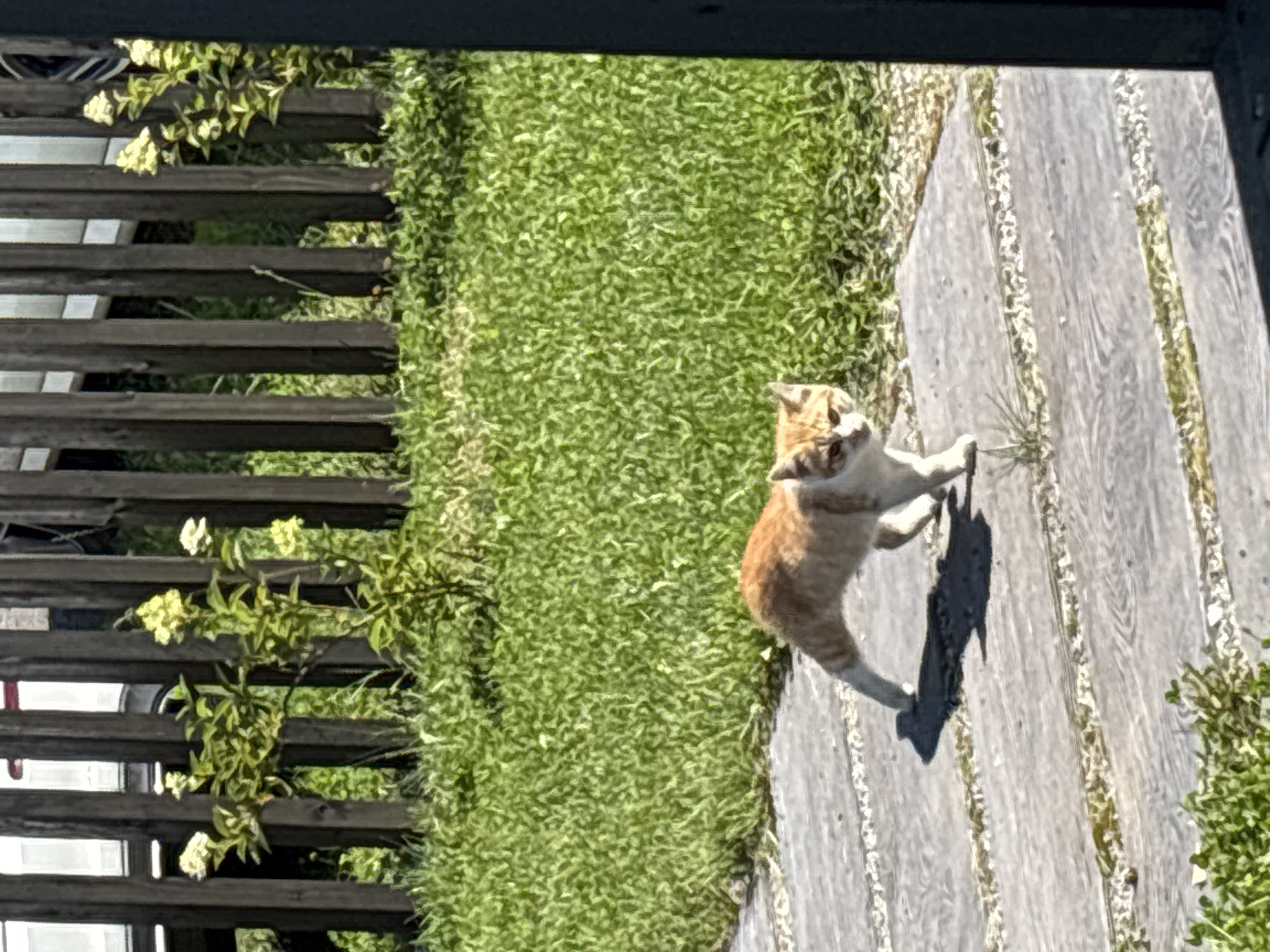 An orange and white cat walks on a paved pathway in a yard. The cat is in the foreground, facing left, with its head turned towards the viewer. Behind the cat, there is a patch of green grass and a wooden fence. The fence is made of vertical wooden planks. Small white and yellow flowers are growing in front of the fence. The scene appears to be outdoors in a residential area.