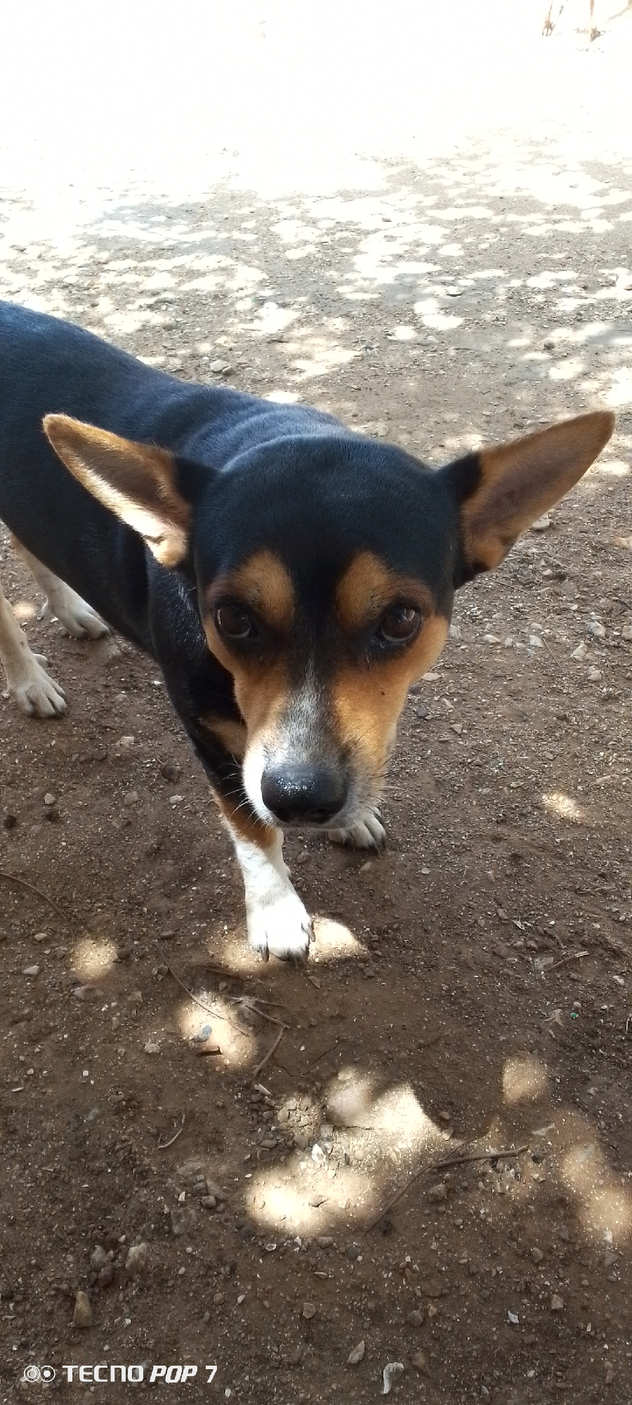 This close-up shot features a small to medium-sized dog standing on a dirt ground, looking directly at the camera. The dog has a short, smooth coat that is predominantly black, with tan markings on its muzzle, above its eyes, on its chest, and inside its large, erect, pointed ears. It also has white markings on its muzzle and front paws. The dog's dark eyes are alert and focused on the viewer, conveying curiosity or mild attentiveness.
The scene is outdoors, likely in Altagracia, Venezuela, under bright daylight. The ground is dry, light brown earth, composed of fine soil mixed with small pebbles and some sparse, dry plant debris. Distinct patterns of sunlight and shadow are cast on the ground, suggesting partial shade from overhead foliage or a structure, indicating a sunny day. The overall atmosphere is warm and natural. A "TECNO POP 7" watermark is visible in the bottom left corner of the image.