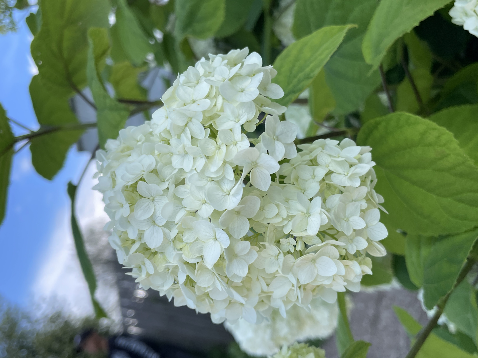 A close-up, eye-level, outdoor, vertical shot focuses on a cluster of white hydrangeas in bloom, their delicate petals creating a dense, spherical shape. The flowers are illuminated by soft, natural light, highlighting their texture and intricate structure. Surrounding the hydrangeas are large, green leaves, some with a lighter, variegated edge, providing a lush backdrop. In the upper left background, a blurred figure of a person is visible, wearing dark clothing with white accents. The environment appears to be a garden or yard, with hints of a fence and other greenery in the distance. The sky, visible in the upper portion of the image, is a pale blue with wispy clouds. The scene is peaceful and natural, characteristic of a suburban or rural setting. The location in the city of Kumyony, Russia, adds context to the natural elements observed, suggesting a temperate climate suitable for hydrangea growth.