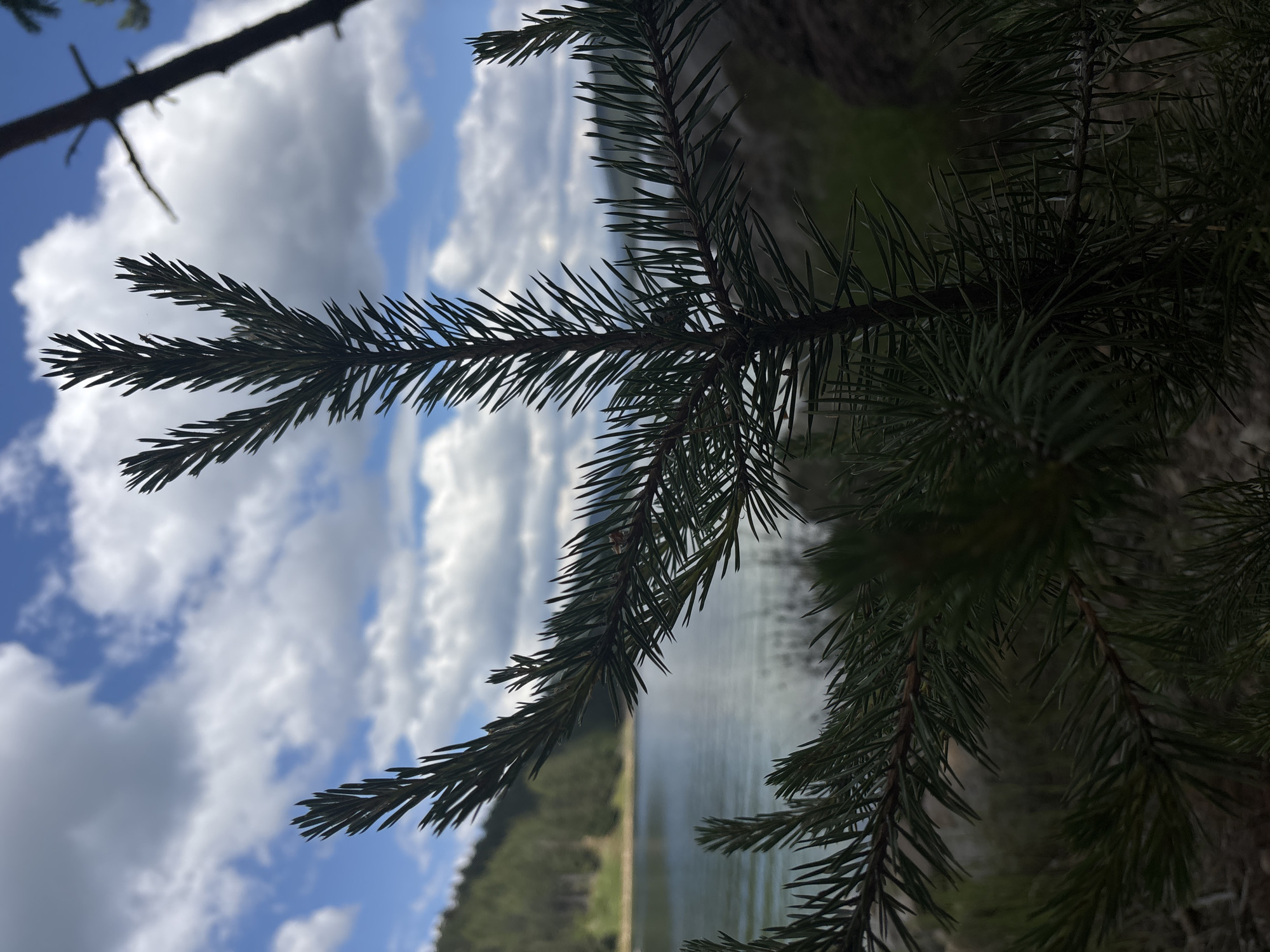The image is a close-up shot of a pine tree branch in the foreground, with a body of water and a forested hillside in the background. The sky above is partly cloudy with bright white clouds against a blue sky. The pine needles are sharp and green, some of them casting shadows. A small insect is visible on one of the needles. The water is calm with a slight reflection of the sky and surrounding landscape. The hillside is covered in dense green trees, indicating a natural, undeveloped area. The overall scene suggests a peaceful, outdoor setting, likely in a mountainous or forested region near a lake or reservoir.