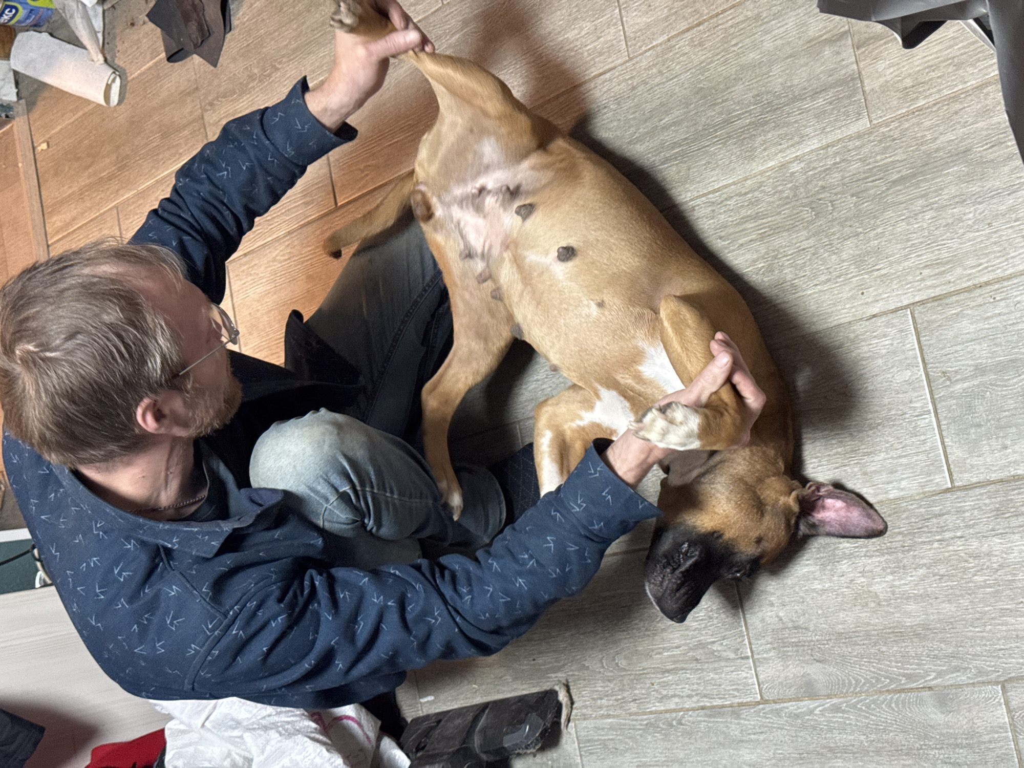 A man with light brown hair, wearing glasses and a dark blue shirt with a geometric pattern, sits on the floor in what appears to be a room with light-colored wooden plank flooring. He is holding a medium-sized tan dog with white markings on its paws and belly in an upside-down position. The dog has black markings around its nose and ears. Some cleaning supplies are visible in the background near the man. It is not possible to determine from the image whether the location is Chaikovsky, Russia.