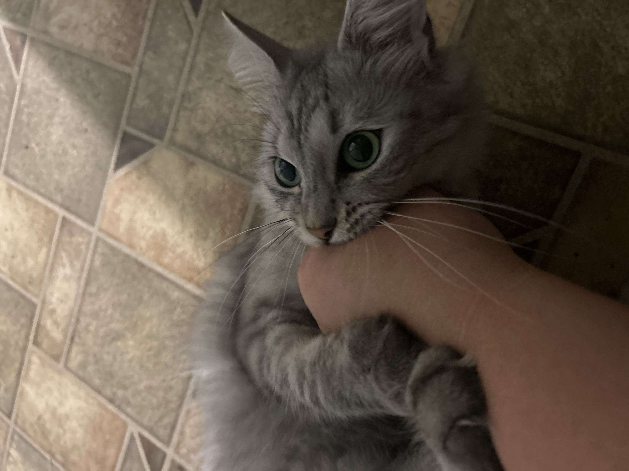A gray tabby cat with large green eyes is lying on its side on a tiled floor, biting a human hand. The cat's fur is fluffy, and its whiskers are long and white. The hand, appearing to be an adult's, is resting on the floor, and the cat is gripping it gently with its teeth. The floor is covered in square tiles of varying brown and beige shades, laid in a diagonal pattern. The lighting suggests an indoor setting, possibly a home. The scene is captured from a slightly high angle, looking down at the cat and hand. The location is Acones Dārzs, Latvia.