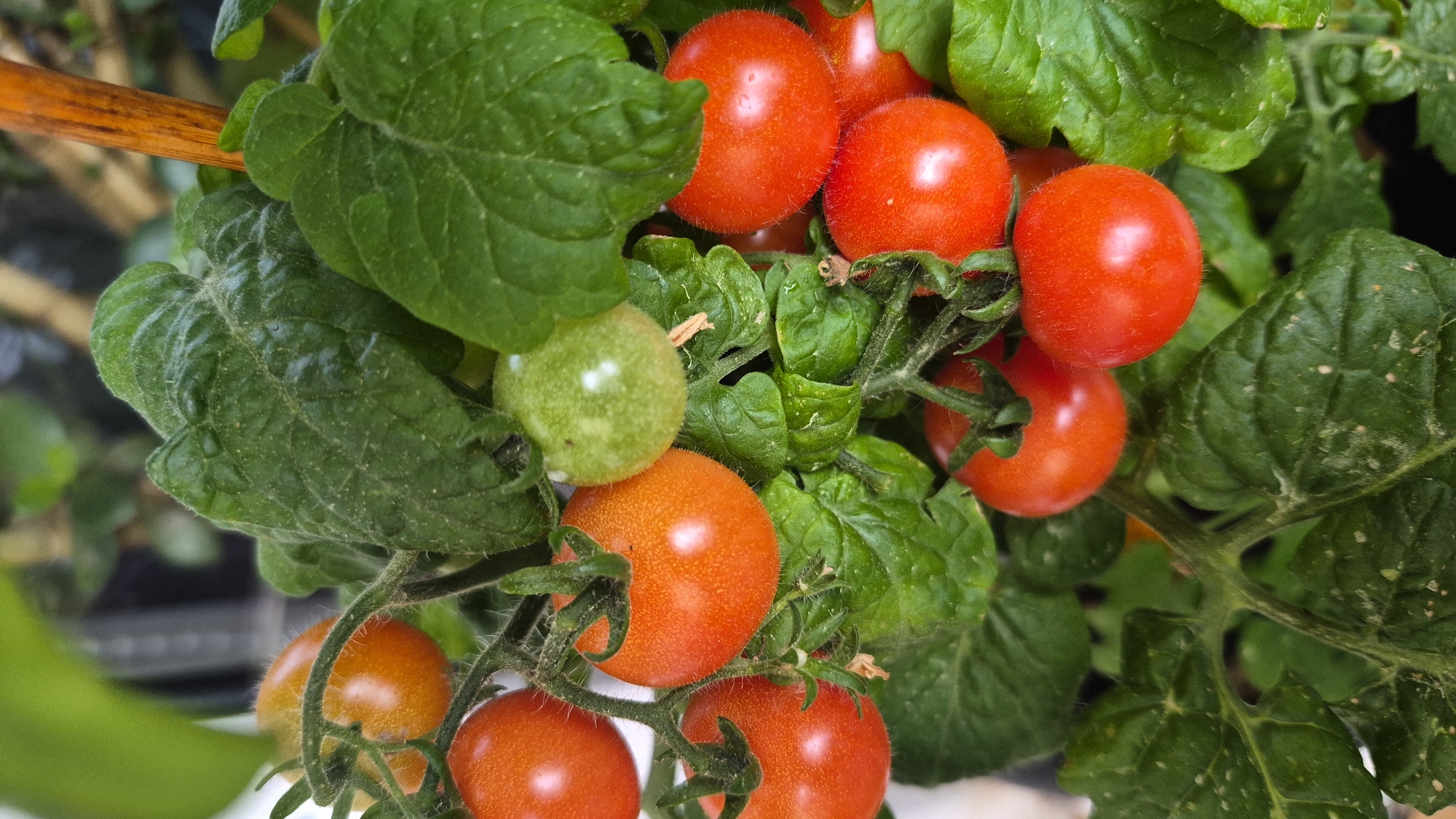 A close-up, vertical shot captures a cluster of ripening cherry tomatoes on a vine. The tomatoes range in color from vibrant red to a lighter orange, with one unripe green tomato also visible. They are surrounded by lush, green tomato leaves, some of which appear slightly dusty. A thin, reddish-brown wooden stake is positioned to the right of the frame, supporting the plant. The background is blurred, hinting at an outdoor setting, possibly a garden or balcony. The image appears to have been taken in Krauja, Latvia, given the context provided, though no specific city landmarks are identifiable within the frame.