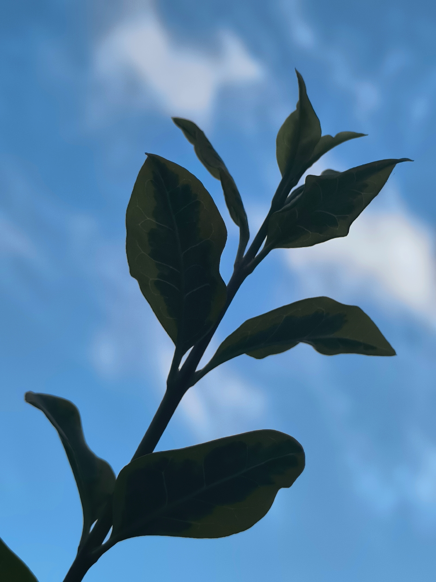 A close-up, low-angle silhouette shot shows a plant stem with leaves against a bright blue sky with scattered white clouds. The plant is in focus, and the sky is slightly blurred. The leaves are dark green with lighter green variegation and are backlit by the sky. The plant appears to be healthy and is in the foreground of the image. There are no people or other objects visible in the image. The location is not specified in the image and therefore cannot be determined to be in Makho, Georgia.