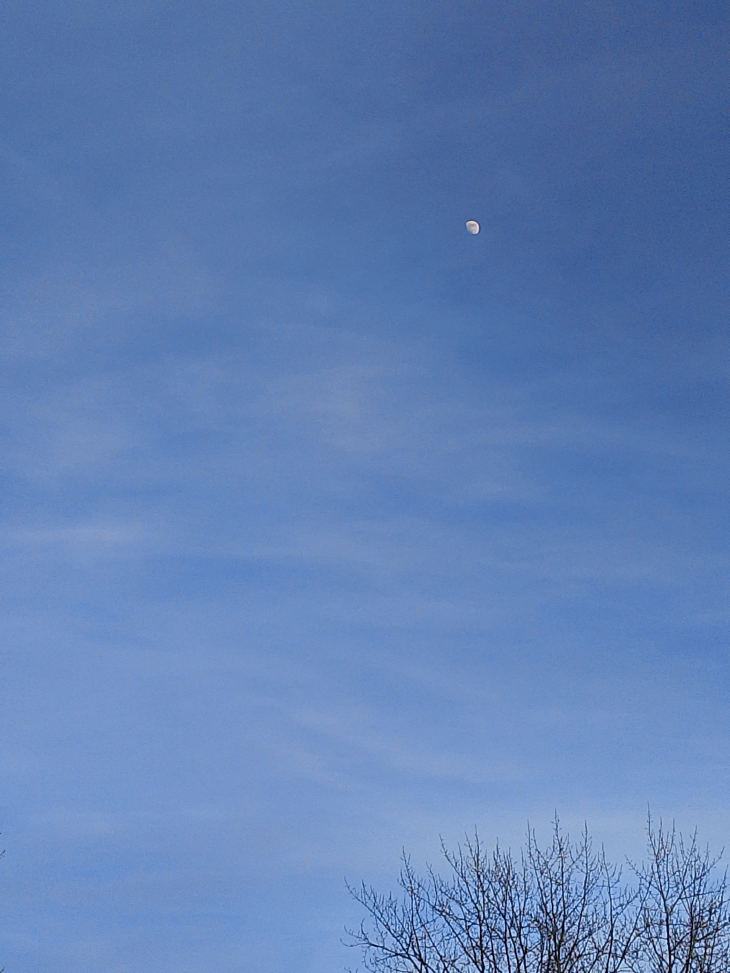 The image displays a daytime sky scene, predominantly filled with a clear, light blue sky featuring scattered, thin white cirrus clouds, particularly visible in the lower half and center. A small, crescent-shaped moon, illuminated on its right side, is visible in the upper right quadrant of the sky. Along the bottom edge of the frame, the intricate, leafless branches of multiple deciduous trees are visible, silhouetted against the sky. No people, animals, man-made structures, or discernible actions are present. The specific location within Izhevsk, Russia, cannot be determined from the visual content.