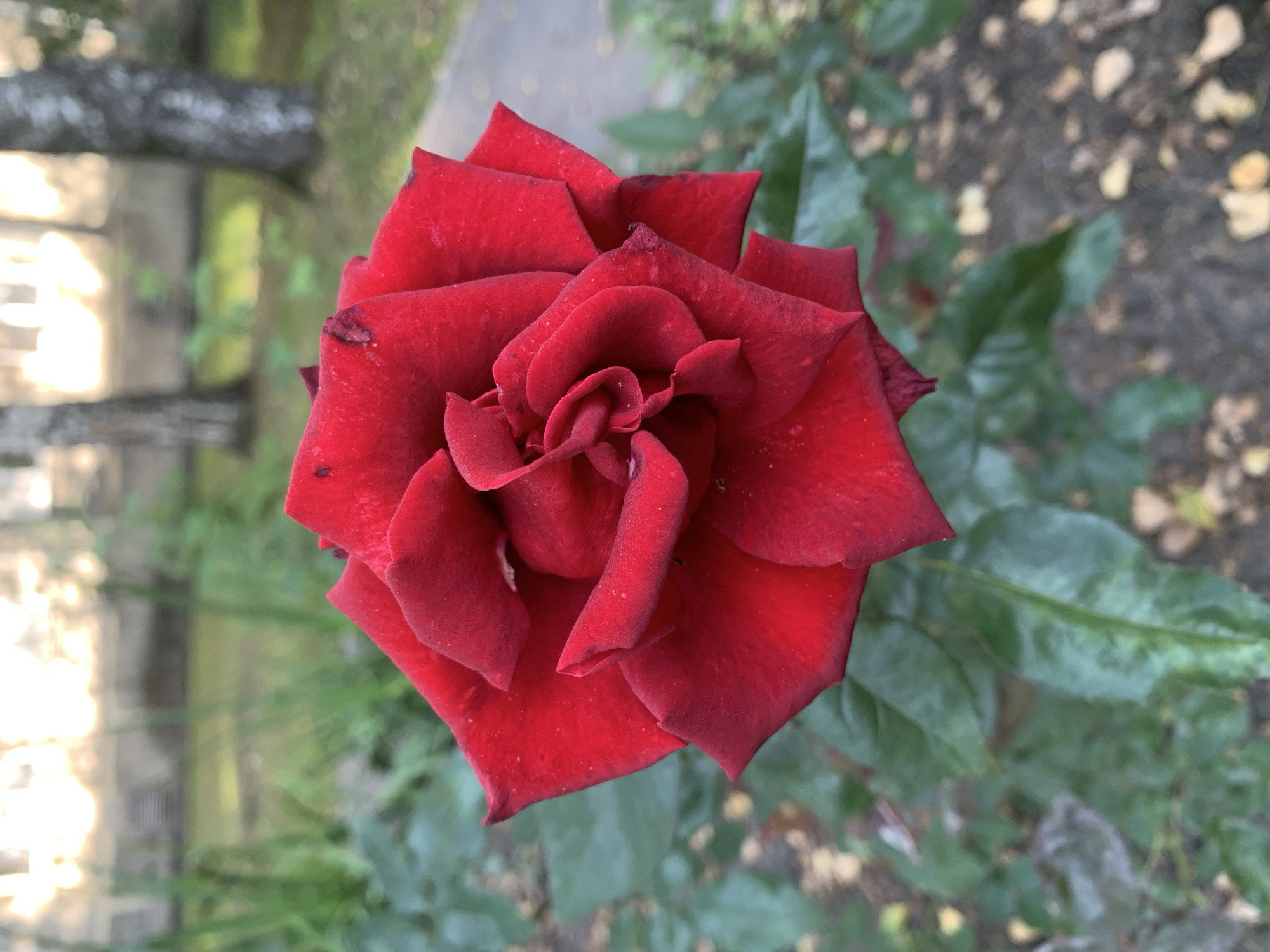 A close-up, eye-level shot captures a vibrant red rose in bloom. The rose, positioned slightly off-center to the right, is in sharp focus, showcasing its velvety petals with intricate swirls and delicate textures. Some petals show minor imperfections, like small dark spots or slightly frayed edges. The rose is surrounded by lush, dark green leaves, some of which appear damp. The background is softly blurred, hinting at an outdoor urban environment. In the mid-ground, the trunks of a few birch trees are visible, their distinctive white and black bark contrasting with the greenery. Further in the background, a building with a light-colored facade and windows is partially obscured by foliage, and the bright sky suggests it is daytime. The ground is scattered with fallen leaves and what appears to be a paved walkway. The overall scene suggests a park or garden setting in Prokopyevsk, Russia, possibly during late summer or early autumn.
