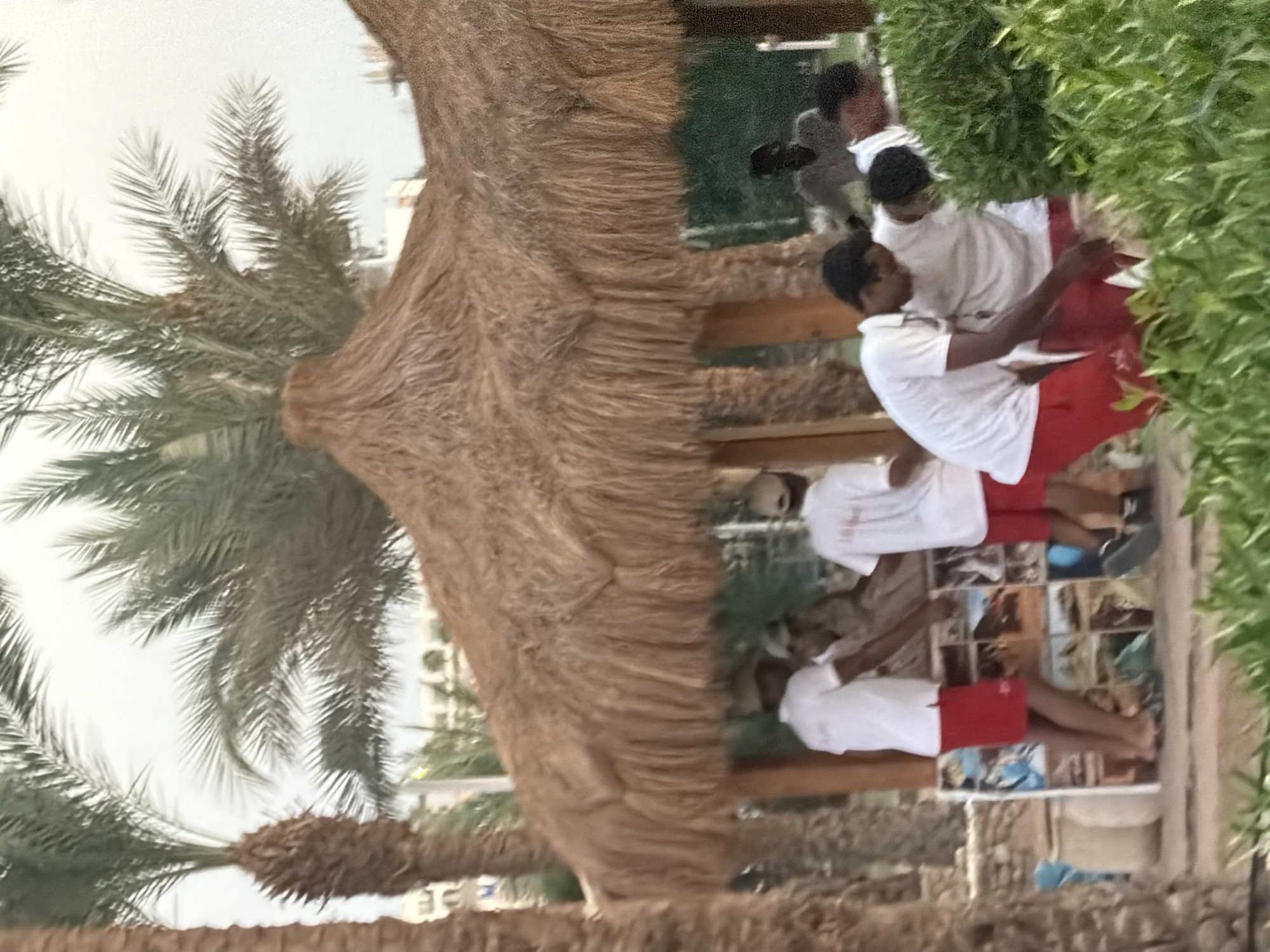 The image depicts a group of men, most of whom are wearing white polo shirts and red shorts, standing near a thatched-roof structure and palm trees. The setting appears to be outdoors, possibly a resort or beach area. The men are engaged in various activities, with some appearing to be working or interacting with each other. The overall atmosphere suggests a warm climate. The image is likely taken in Sharm El Sheikh, Egypt, given the presence of palm trees and the architectural style of the structure.