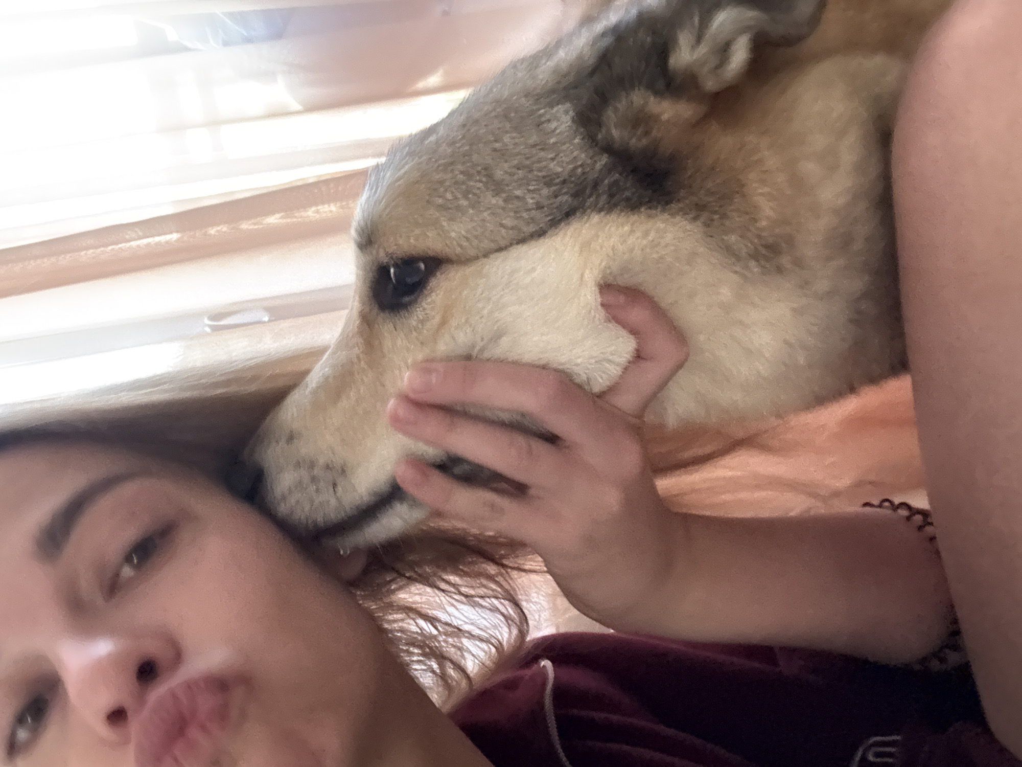A woman is lying down and taking a selfie with a dog. The woman is wearing a maroon shirt. The dog is lying down on top of her and resting its head on her face. The dog is primarily tan in color with some dark hair on top. The woman has her hand on the dog's face. Behind the woman and dog, there appears to be a set of blinds. There is no information in the image to indicate it was taken in Krasnoyarsk, Russia.