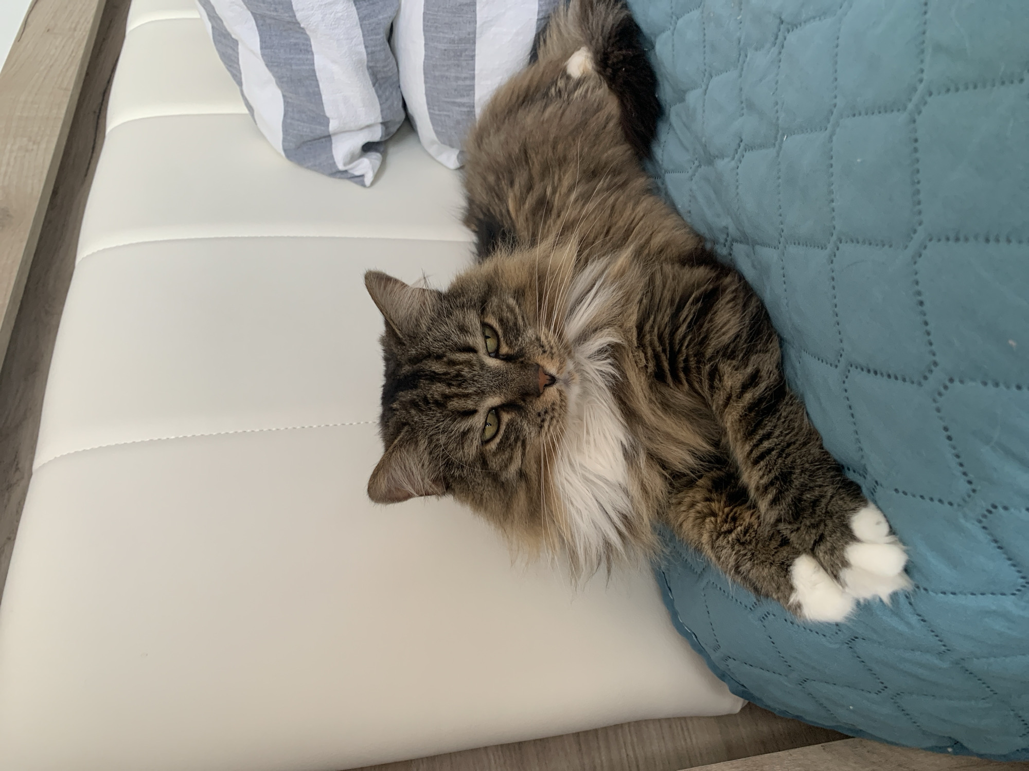 A domestic cat with tabby markings and a fluffy mane is lying on a white sofa. The cat is mostly brown and grey with white accents on its chest and paws. It is looking directly at the camera with green eyes. Behind the cat, on the sofa, are two pillows with grey and white stripes. To the right of the cat, it is partially resting on a teal-colored quilted surface. The sofa has a light wood frame visible on the left side of the image. The lighting suggests it is daytime. The scene appears to be indoors, possibly in a living room. No text is visible in the image.