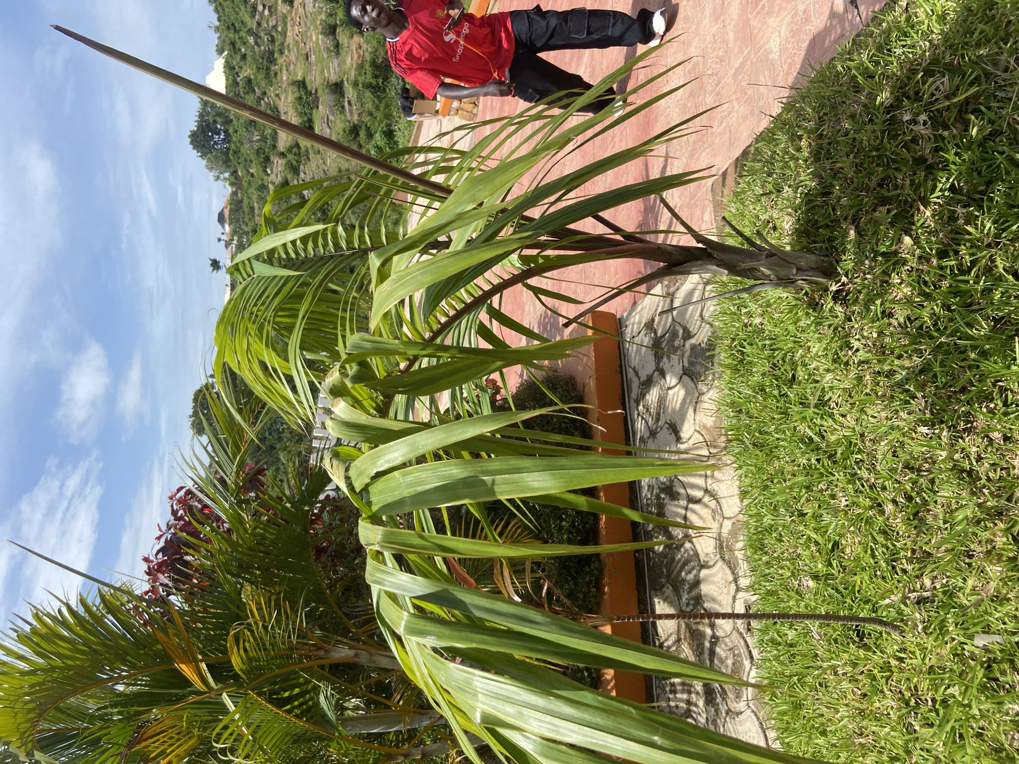 A man in a red Manchester United jersey and black pants walks away from the camera on a reddish-orange paved path. He is holding a string with a small object at the end. To his left, a young palm tree with long, green fronds is growing in a patch of green grass. Behind the palm tree, there are more palm trees with red-leaved plants and a rocky hillside with scattered trees and buildings under a partly cloudy blue sky. The scene appears to be outdoors in a tropical or sub-tropical climate, possibly in Jos, Nigeria.