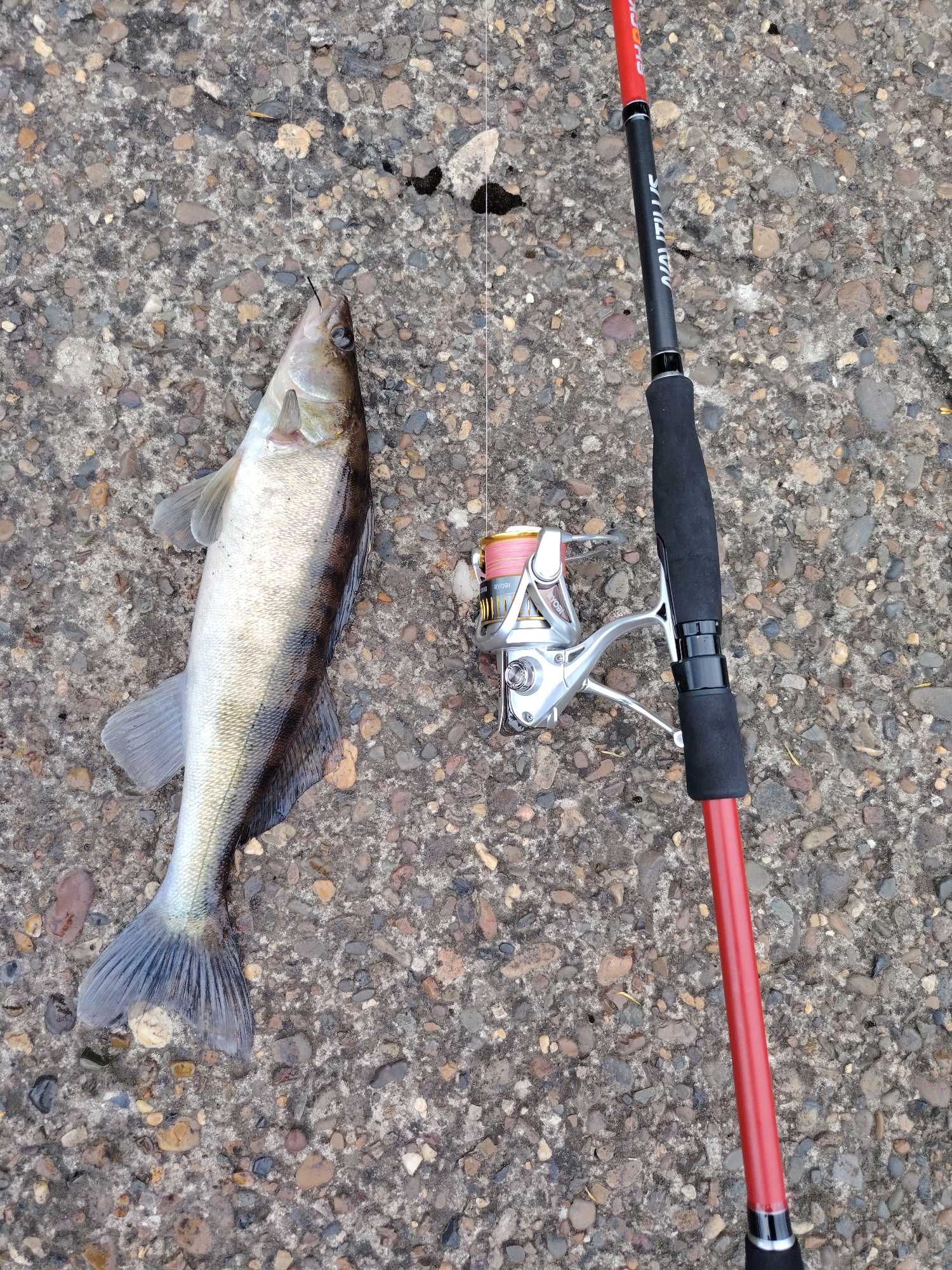 The image shows a fish lying on a concrete surface alongside a fishing rod and reel. The fish is light-colored with dark stripes and appears to be freshly caught, with a hook still in its mouth. The fishing rod is red and black with the brand name "NAUTILUS" visible. The reel is silver and gold. The concrete surface has a mottled texture, suggestive of small stones or pebbles embedded within. The location is implied to be Chaikovsky, Russia, although no specific landmarks are visible to confirm this. The scene is still life, depicting the results of a fishing activity.