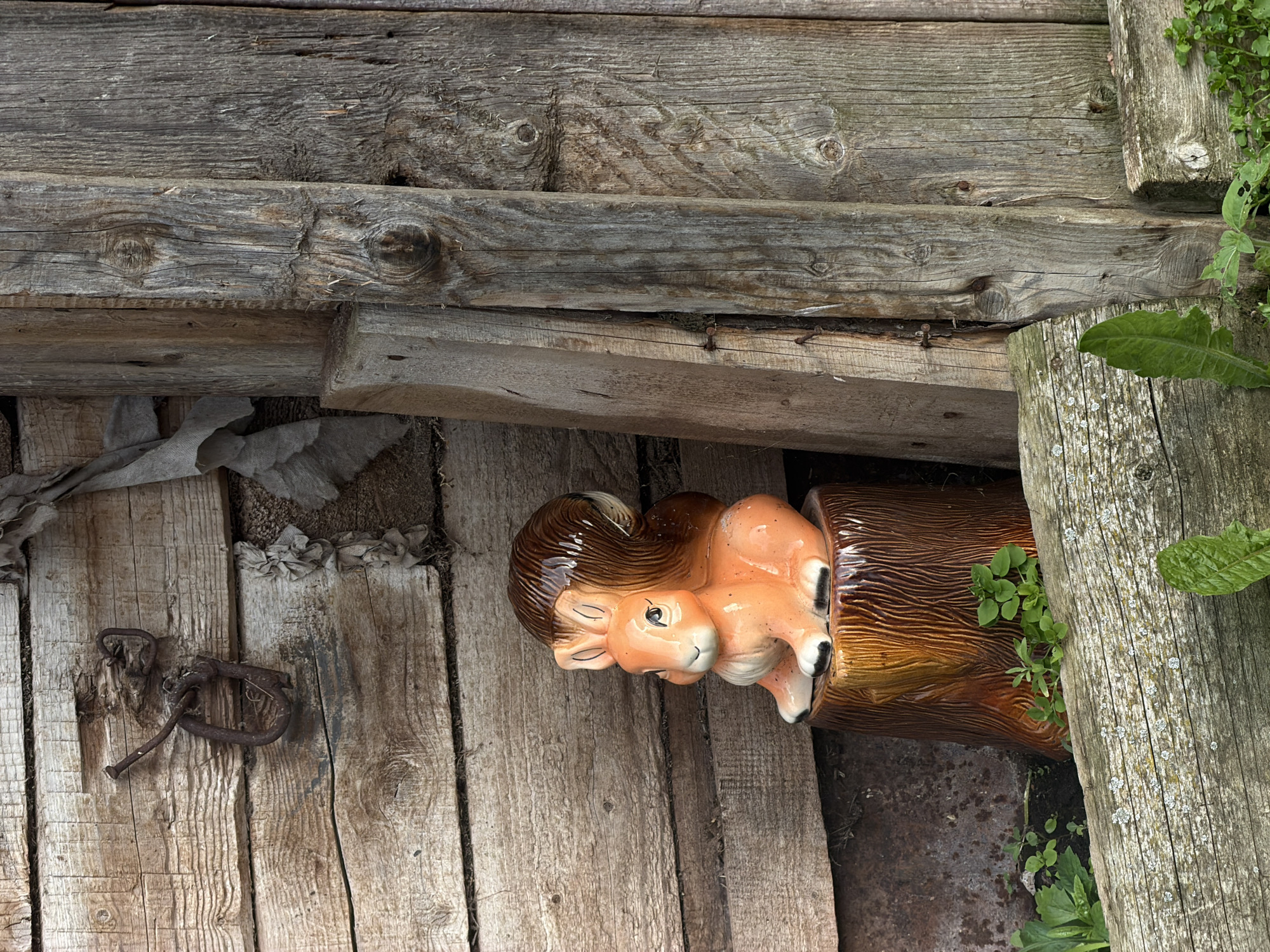 This media file showcases a ceramic figurine of a squirrel nestled within a hollowed-out log, lying on weathered wooden planks. The squirrel, with its orange and brown glazed finish, has a detailed face with wide blue eyes and brown hair. The log it's in also features a textured, wood-like glaze. The background consists of rustic, aged wooden boards, some with visible knots and nails. A rusty metal loop is attached to one of the planks, and some green foliage is starting to grow around the log and on some of the wooden structures, suggesting an outdoor setting. The lighting appears to be natural daylight. The scene is still, with no apparent activity taking place beyond the figurine resting in its environment. The overall impression is one of rustic charm and a touch of whimsical decor.