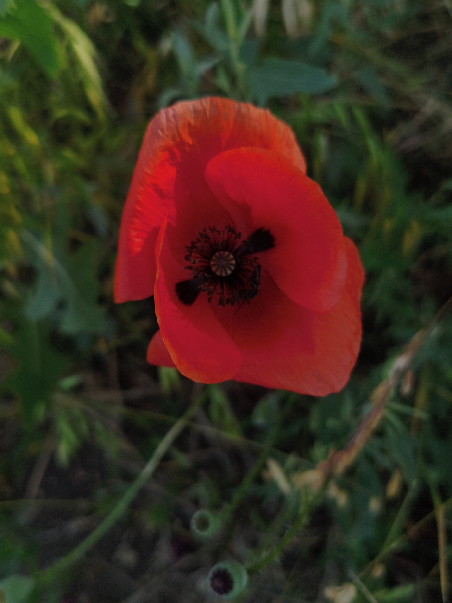 A single red poppy with a dark center blooms in a field of green foliage. The flower is in focus, with its delicate petals slightly curled. The background is blurred, suggesting a shallow depth of field. The scene appears to be a natural setting, possibly a meadow or garden, located in the city of Psilske, Ukraine.