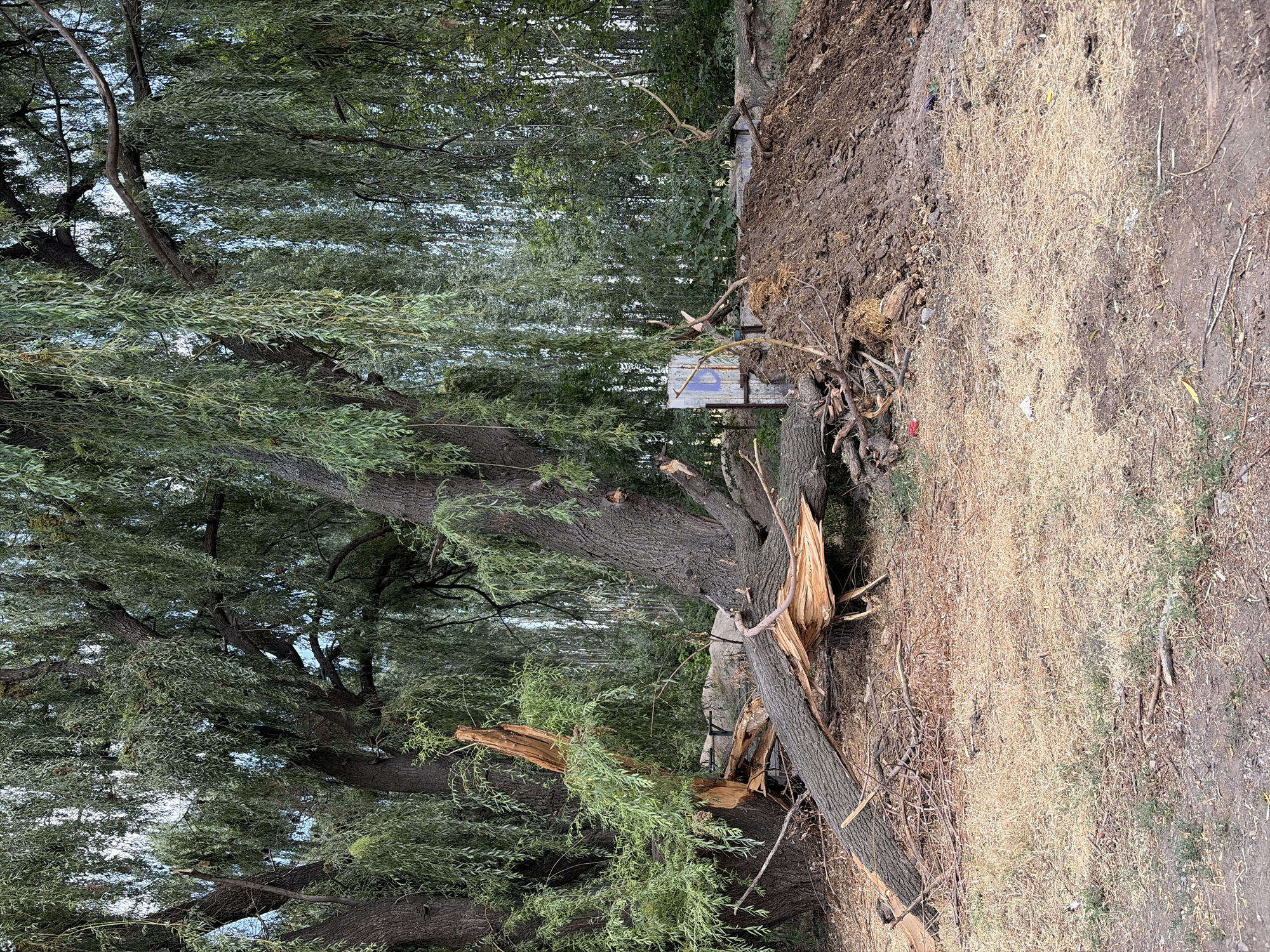 In Novopokrovka, Kyrgyzstan, a large willow tree has been damaged, with a significant portion of its trunk and branches broken and fallen. The debris, including large wooden sections and smaller branches, lies scattered on the ground. A pile of dark soil is visible to the right of the fallen tree, possibly from excavation or the tree's uprooting. Behind the fallen section of the tree, a weathered, light-colored panel with a dark "b" symbol is present. The ground is covered in dry, straw-like vegetation and scattered debris, suggesting a dry climate or season. The background features a dense line of trees. No people are present in the image.