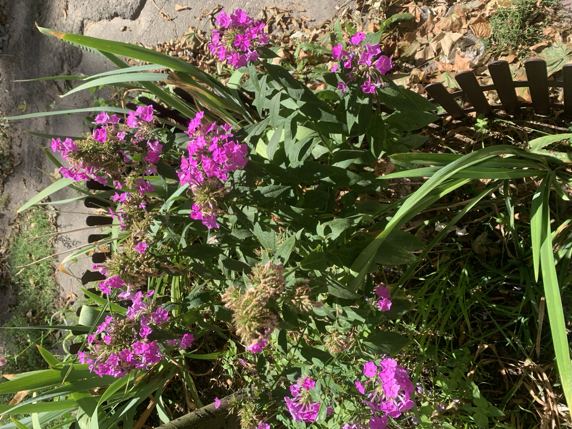 This is a high-angle, medium shot of pink phlox flowers blooming in a garden bed. The flowers are clustered together in large panicles and have delicate, five-petaled blossoms. The leaves of the phlox are a deep green, and some are tinged with brown, suggesting they may be past their prime. Interspersed with the phlox are tall, slender green leaves, possibly from an iris or daylily. A small, dark brown decorative fence runs along the edge of the garden bed. The ground is covered with dry leaves and grass. A portion of a grey, cracked concrete pathway is visible in the background, to the right of the garden. The scene appears to be in a residential yard in Lviv, Ukraine, likely during a warm season when flowers are in bloom. There are no people or animals visible in the image.