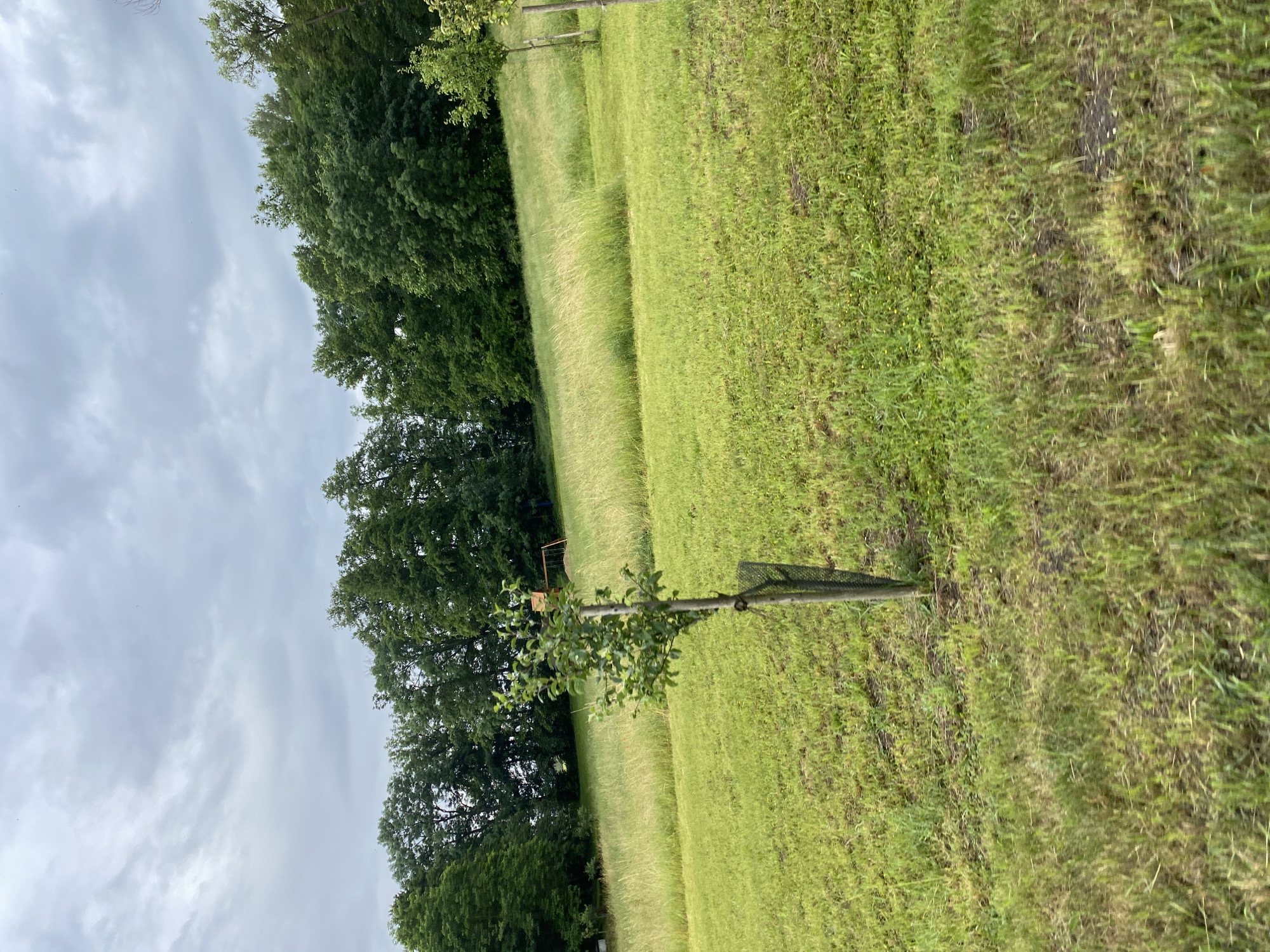 The image shows a grassy hill with trees in the background. In the foreground, a young tree is planted and supported by a wooden stake. The sky is overcast. The location is Okna, Czechia. There are no people visible in the image. The scene appears to be a rural or park setting.