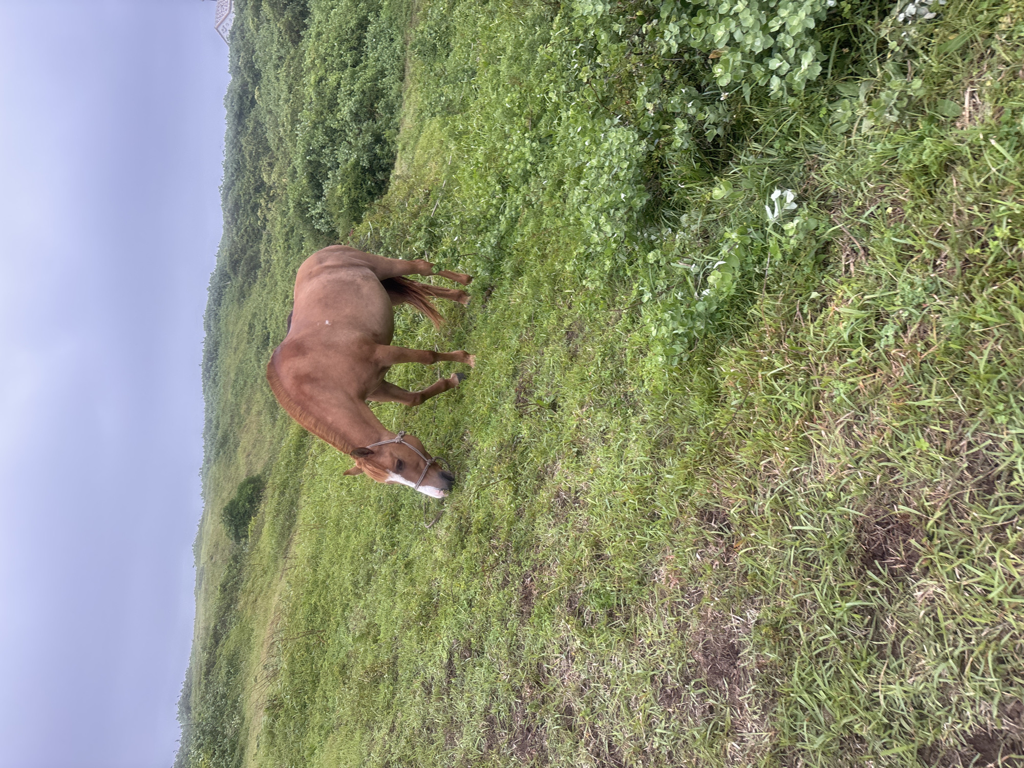 A brown horse with a white blaze on its face is grazing in a grassy field under a cloudy sky. The horse is wearing a halter. The field is sloped and covered in lush green grass and some low-lying bushes. In the background, the landscape continues to roll, with more greenery and a hint of a building structure on the far right. The overall atmosphere is serene and natural. This scene is likely from Seogwipo-si, South Korea, known for its scenic natural landscapes.
