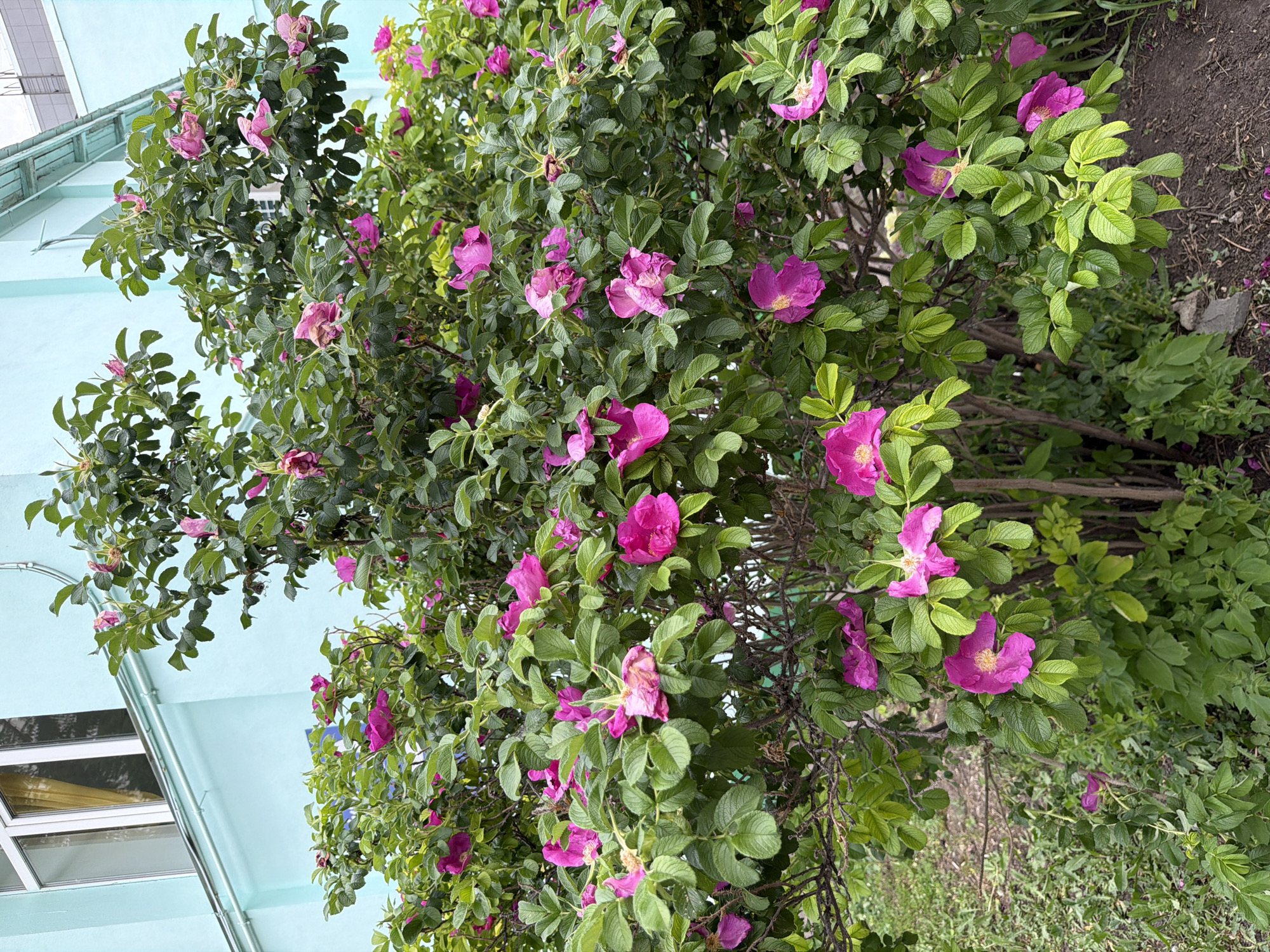 A bush with pink flowers and green leaves sits beside a pale blue building with a window. The location is Unknown, Unknown.