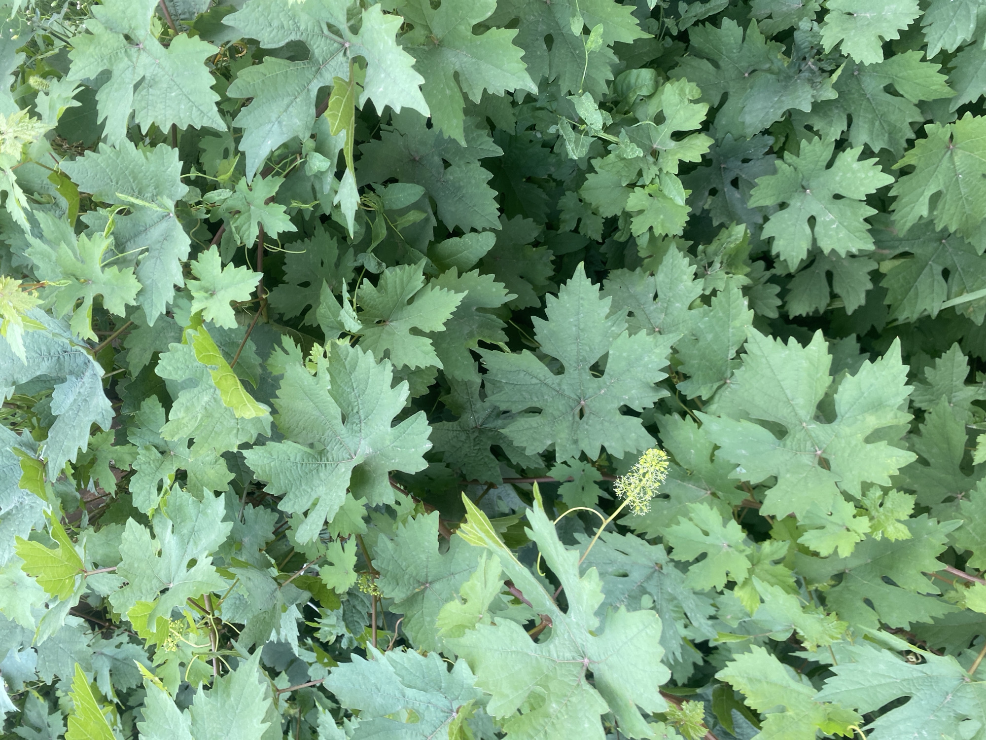 This is a close-up, overhead shot of a dense patch of lush green grapevines. The leaves are broad, lobed, and have serrated edges. Some leaves show a lighter green hue, indicating newer growth. In the lower left quadrant, a cluster of small, yellow-green grape blossoms is visible, attached to a slender stem. The vines appear to be growing in a natural, uncultivated state, likely in a rural or semi-rural area. There are no people or man-made objects visible in the frame. The environment suggests a warm climate suitable for grape cultivation. The location is identified as Байқоныс ауылдық округі, Kazakhstan.