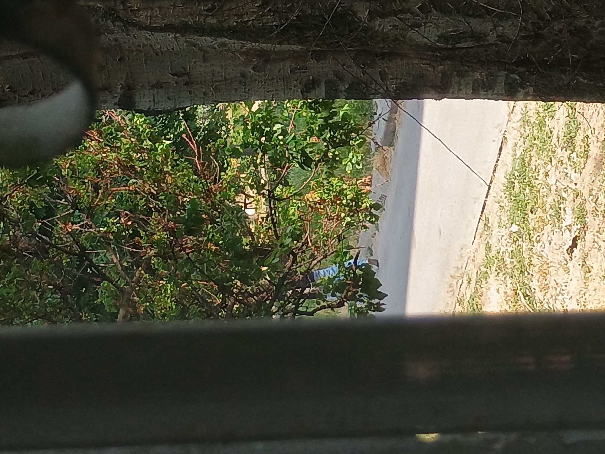 The image shows a view through what appears to be a metal fence or railing, with a dark, out-of-focus vertical element on the left and a rough-barked tree trunk on the right. Beyond these foreground elements, there is a paved area, possibly a street or sidewalk, with dry grass and dirt to the left. Lush green foliage from a tree with thin branches is visible in the midground, with some dried leaves scattered among the green. In the background, a person is partially visible walking on the paved area, wearing blue and white striped pants and a dark top. The scene suggests an outdoor setting in a city, likely Zaporizhzhia, Ukraine, characterized by vegetation and pedestrian activity.
