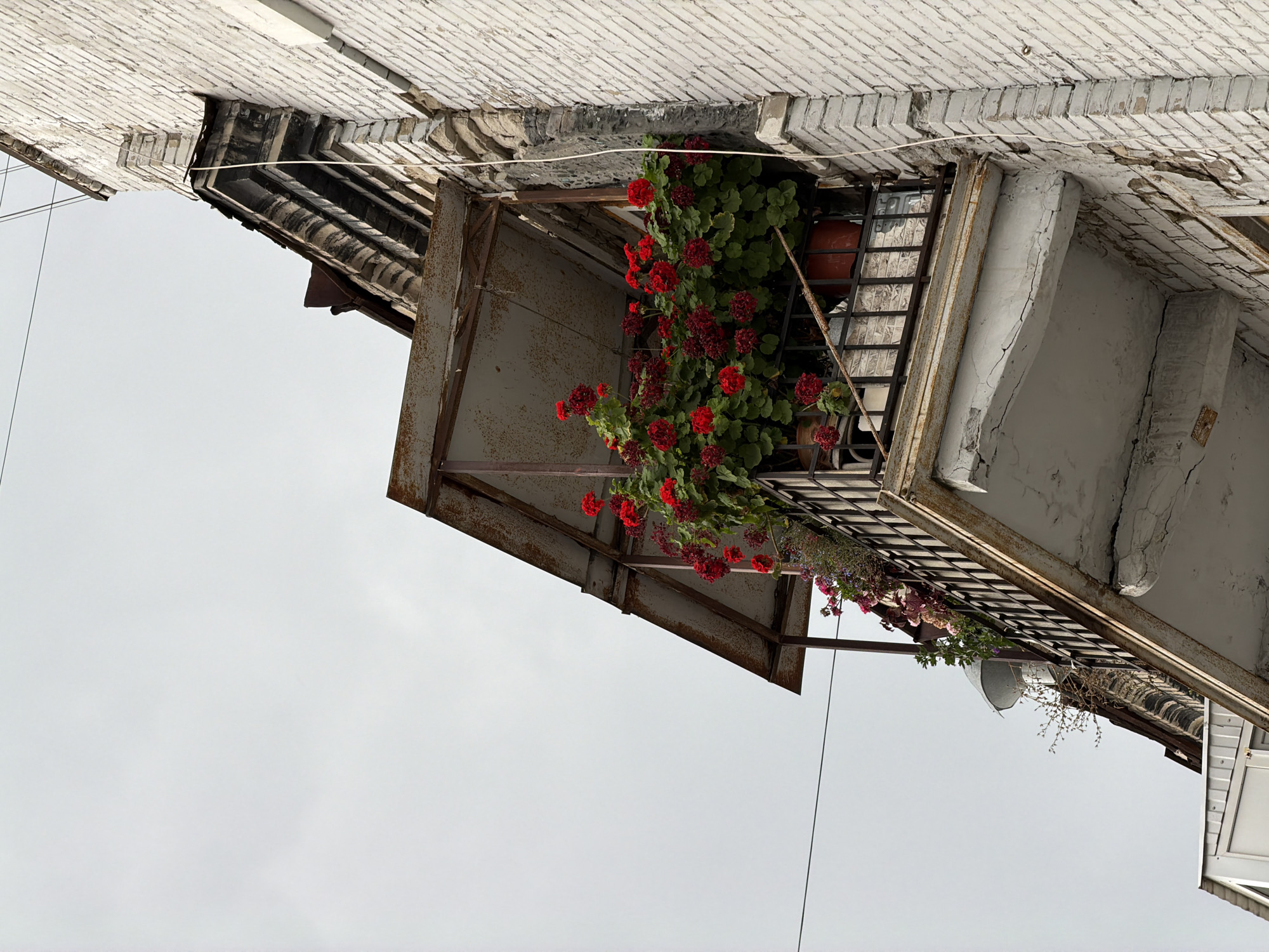 The image shows a weathered balcony on a white brick building, likely in Saratov, Russia, under a cloudy sky. The balcony features an abundance of vibrant red geraniums in pots, overflowing onto the railing. The metal structure of the balcony and its roof appears rusted and aged, as does the decorative brickwork above it. Below the balcony, another part of the building is visible, with a white corrugated metal awning. A thin white rope or wire runs vertically down the side of the building, alongside the brickwork. The overall impression is one of urban decay contrasted with the lively presence of blooming flowers.