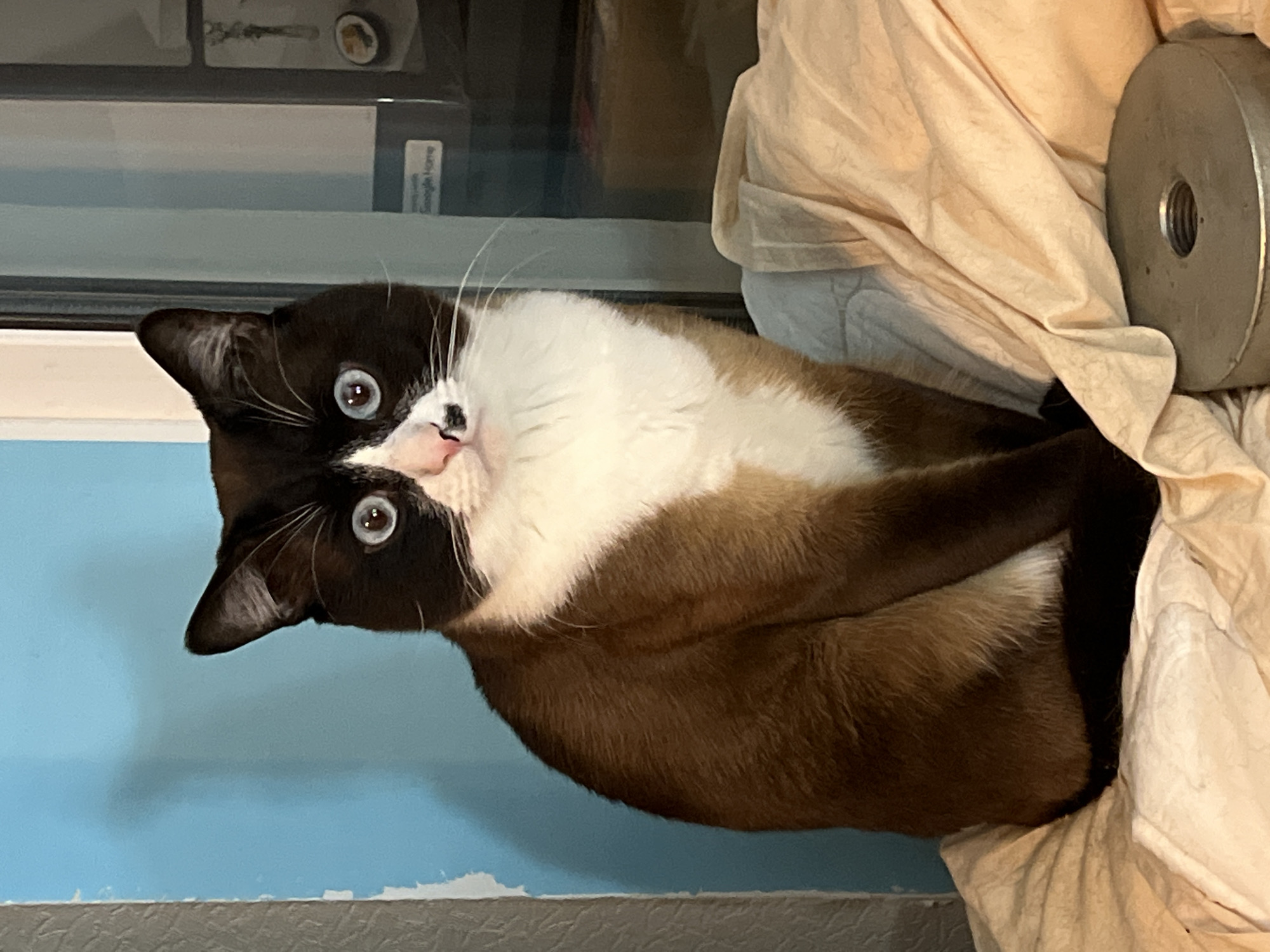 A medium shot shows a tan and brown bi-color cat reclining in the upper right corner of the frame. The cat is resting on a tan and white crumpled fabric. The cat’s head is positioned on the left side of the image, facing the viewer with large blue eyes. The backdrop consists of a window, with a blue wall visible beneath the window. A grey metal weight is visible on top of the crumpled fabric to the right of the cat. There are no people visible in the shot. The location, Noviy, Russia, cannot be confirmed from the visual information.