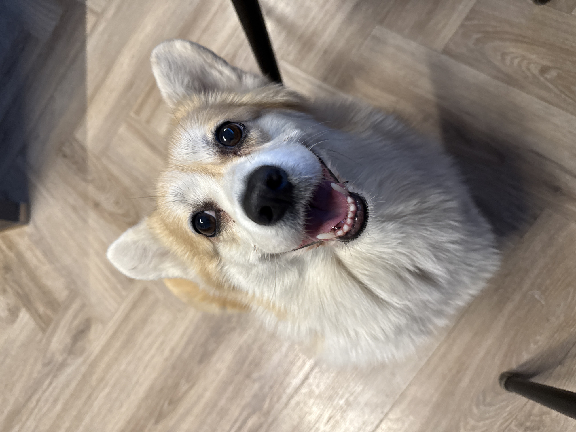 A close-up, high-angle photograph shows a smiling corgi dog looking up at the camera. The dog has white and tan fur, dark eyes, and a black nose. Its mouth is open, revealing teeth. The background is a light-colored wood-look floor with two black chair legs visible. The dog is positioned centrally in the frame. No specific location in Krasnoyarsk, Russia, can be determined from the image.