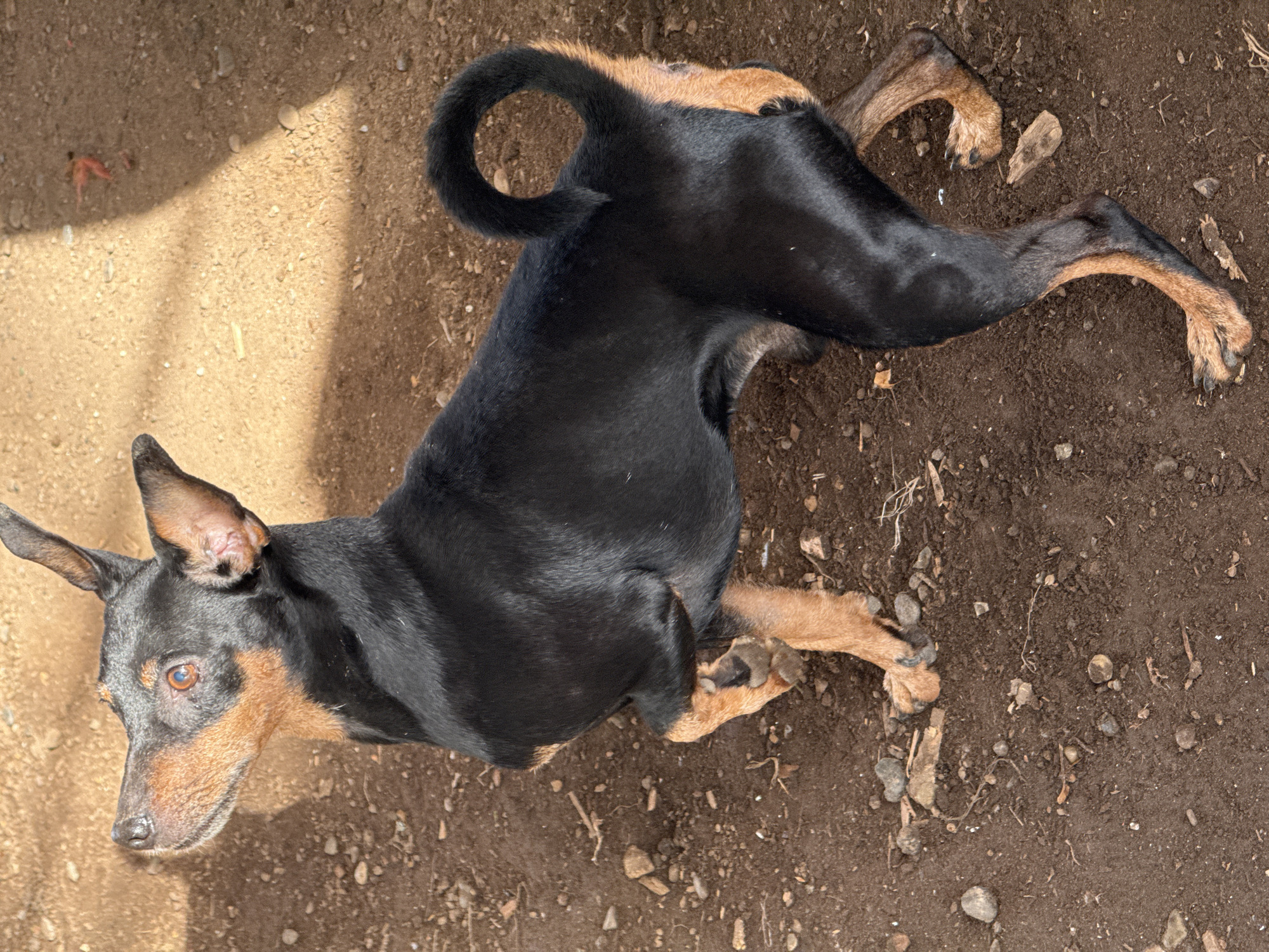 A black and tan dog lies on the ground. The ground consists of soil and small rocks. The location is unknown.
