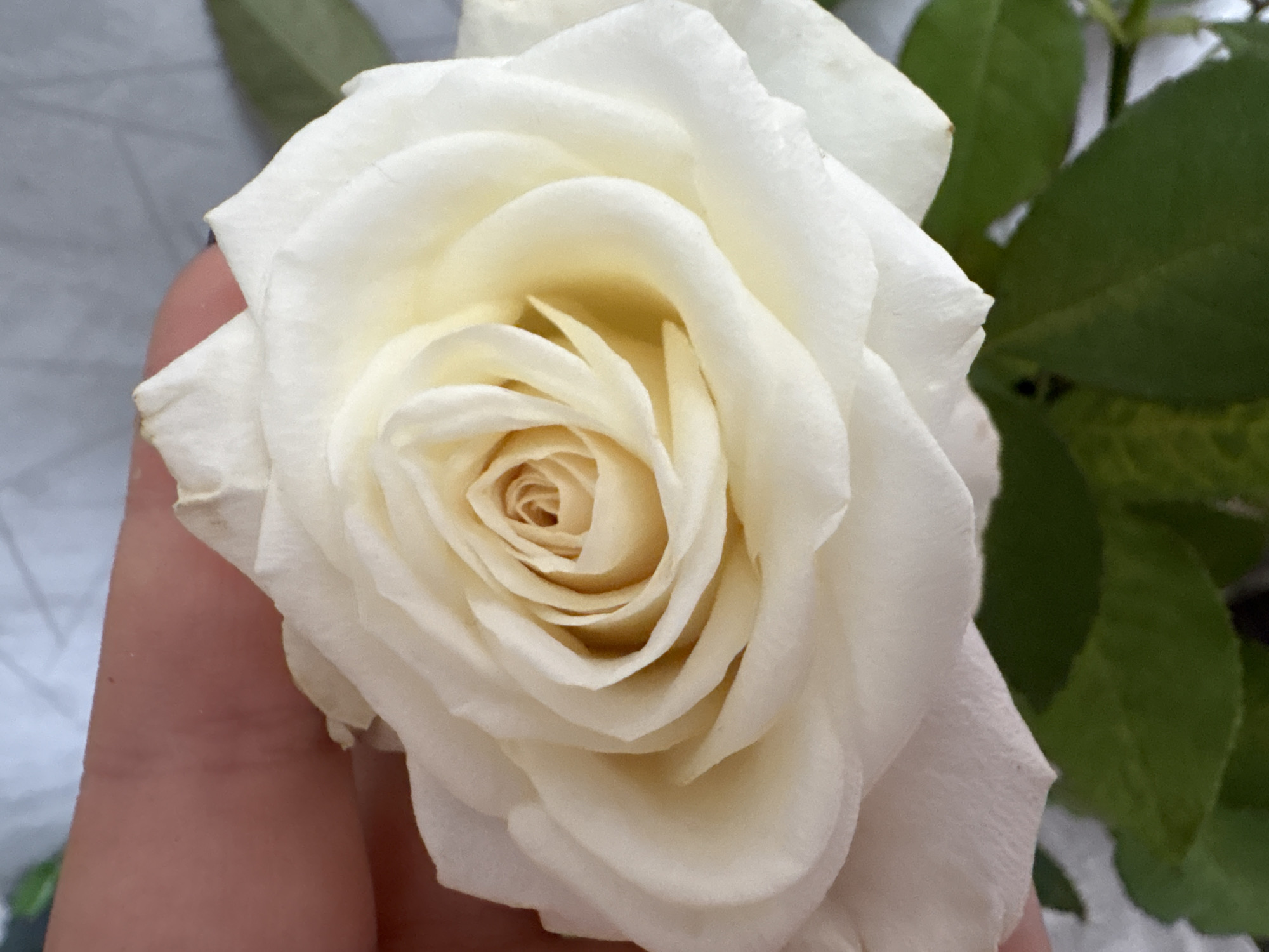 The image presents a close-up, top-down view of a single, white or cream-colored rose. The bloom features numerous tightly layered petals, spiraling inward to a soft pale yellow or light orange core. The outermost petals are pure white and show minor natural imperfections, including slight browning at their tips in the upper left. A fair-skinned human hand, displaying visible creases and faint veins, is partially visible in the upper left, appearing to gently support the rose. Several dark green leaves are present at the bottom of the frame, partially obscured by the rose. The background consists of a light-colored, possibly white or light grey, textured fabric that appears rumpled. The scene provides no discernible visual information to indicate a specific geographical location, such as the city of Chaikovsky, Russia.