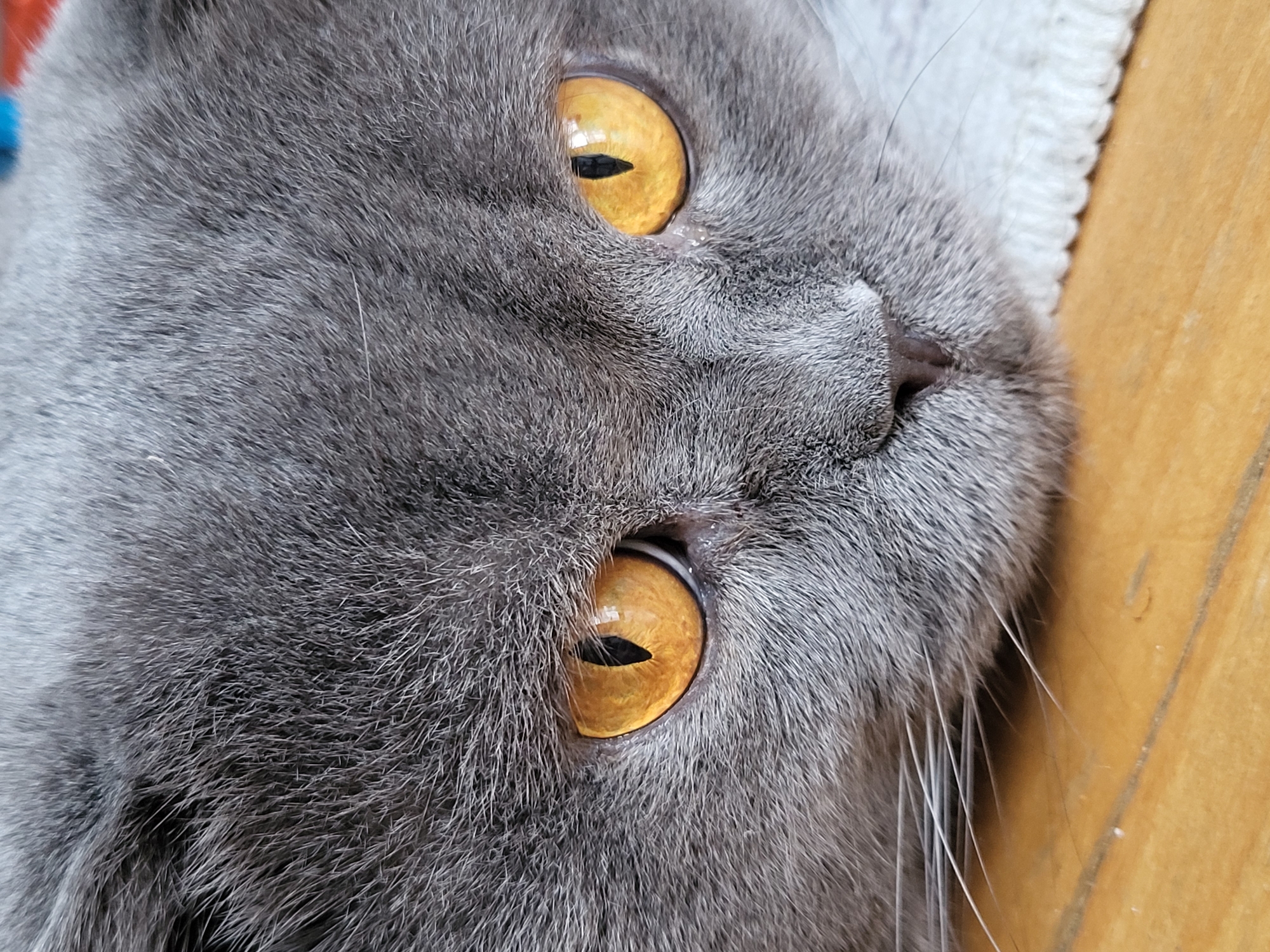 The image is a close-up, eye-level shot of a grey cat's face. The cat has striking amber-colored eyes with vertical pupils. Its fur is short and dense, with a subtle texture visible upon close inspection. The cat is resting on a wooden surface, with a white, textured fabric partially visible beneath its chin. A few long, white whiskers extend outwards from its muzzle. The background is blurred, suggesting a shallow depth of field. The lighting appears to be natural and soft, highlighting the details of the cat's face. The image is focused on the cat's eyes and nose, capturing a moment of quiet repose. The specific location is Unknown, Unknown.