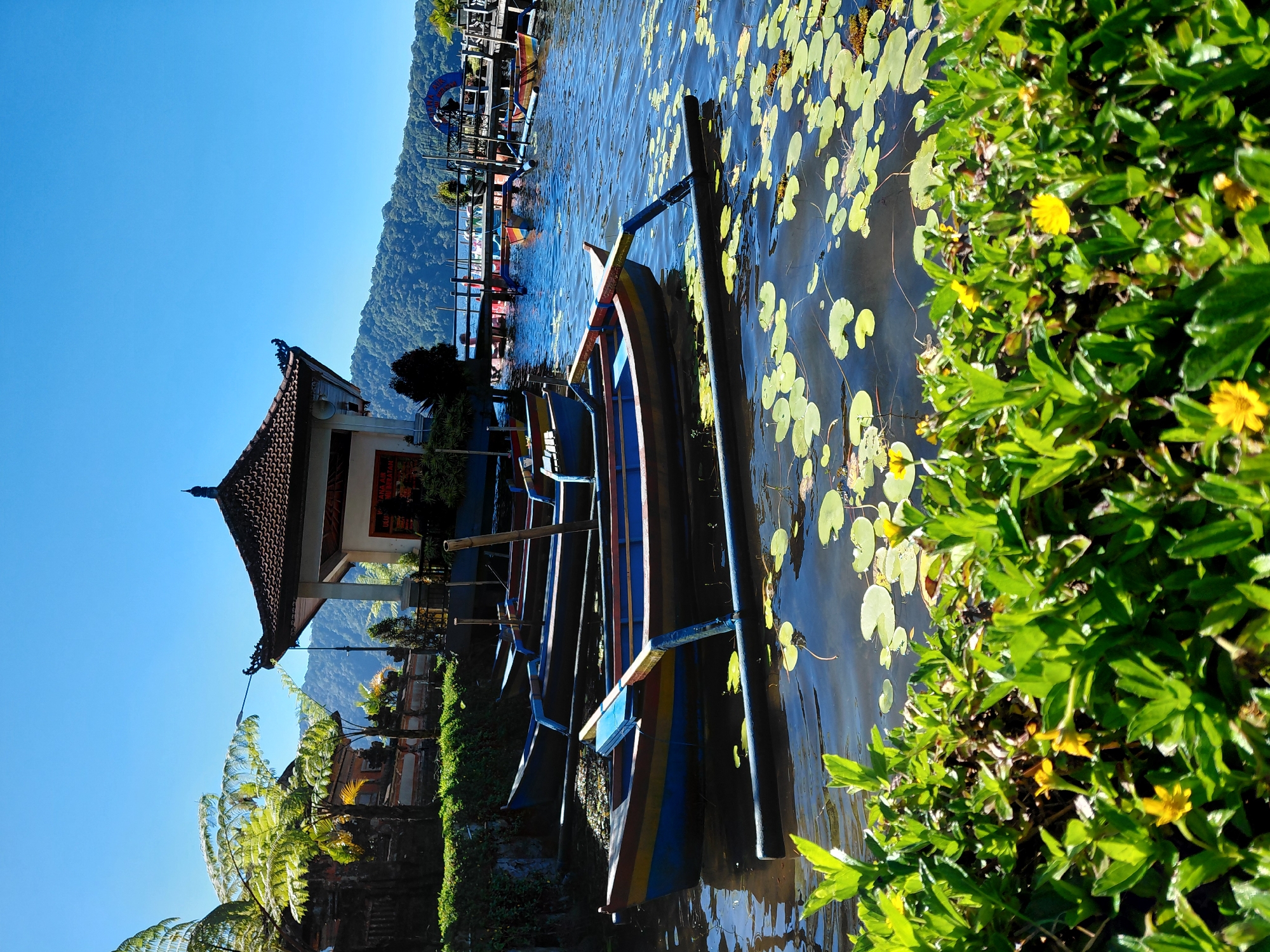 In Baturiti, Indonesia, on a clear sunny day, several colorful traditional outrigger boats are moored on a calm lake. In the foreground, lush green foliage with small yellow flowers partially obscures the view of the boats. The boats, painted in vibrant blues, yellows, and reds, are lined up along the shore, some partially submerged and others floating on the water. In the background, a traditional Balinese temple structure with a multi-tiered roof stands on the embankment, surrounded by lush vegetation and palm trees. Beyond the temple, a densely forested mountainside rises against the clear blue sky. A wooden pier with railings extends into the lake, with more boats and possibly people visible further out. The water's surface is dotted with lily pads and reflects the bright blue sky. The scene depicts a serene and picturesque lakefront environment in Baturiti.