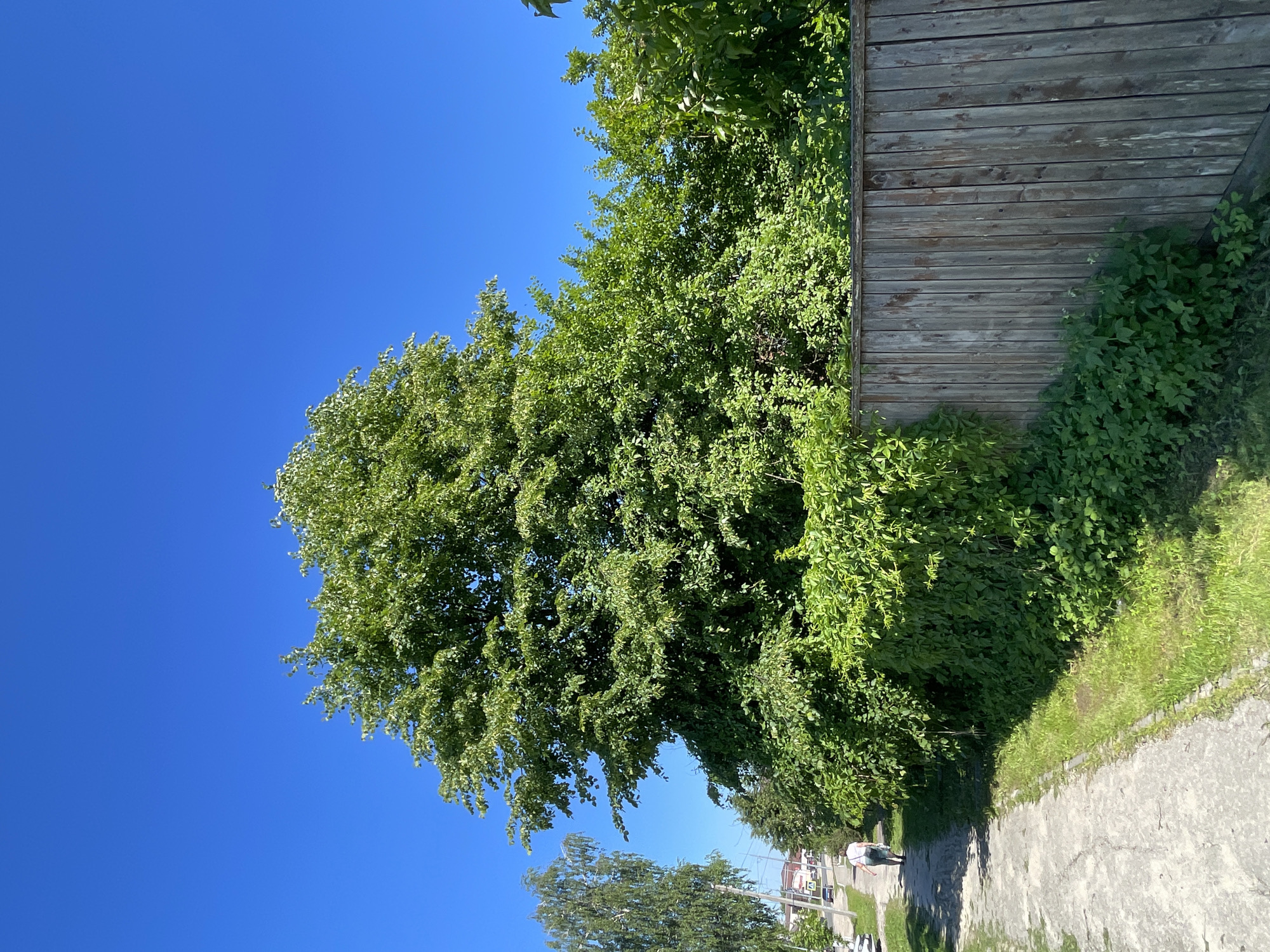 A person walks down a concrete path next to a wooden fence on a sunny day in the city of Krasnye Baki, Russia. The path is bordered by green grass and dense foliage. A large tree with lush green leaves stands behind the fence. In the background, a birch tree and other greenery are visible, along with a few cars and buildings. The sky is clear and blue.