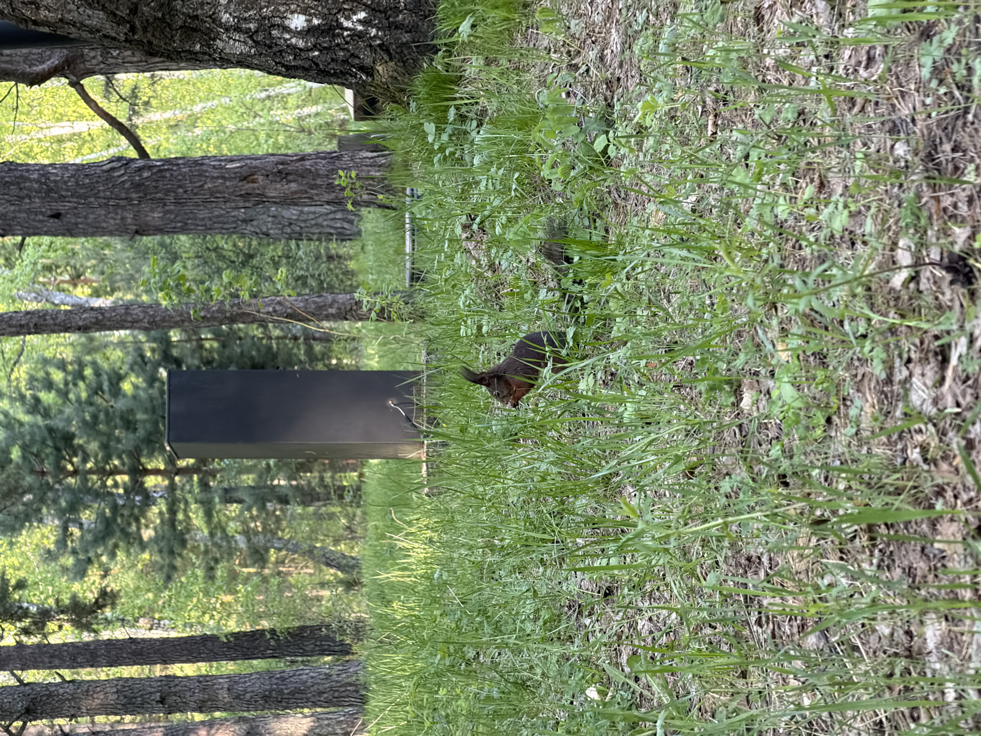 A squirrel is eating something in the grass in a park in Krasnoyarsk, Russia. In the background is a black box structure and trees.