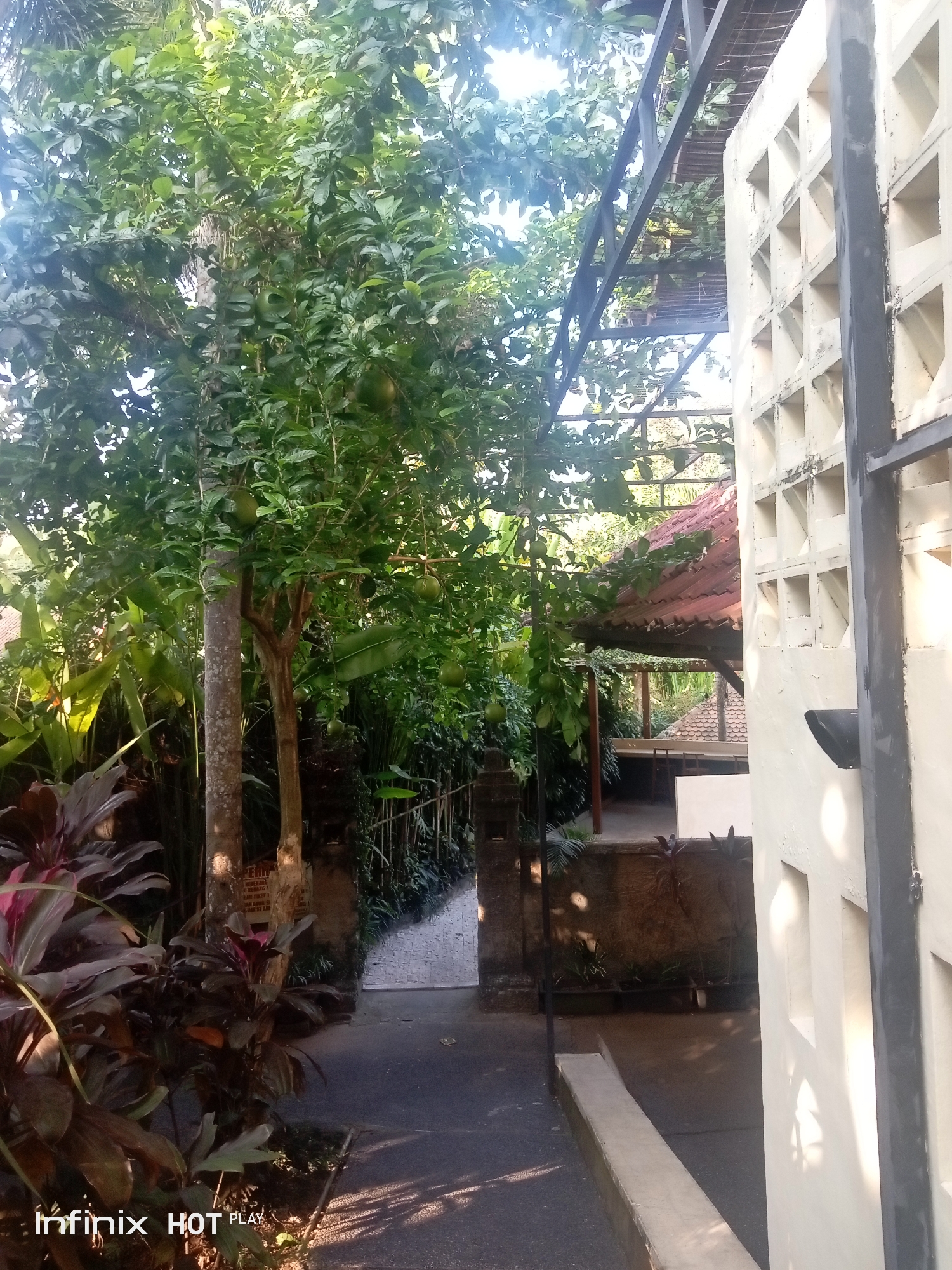 A green tree with round fruits is in the center of the image, to the left of a white, textured wall. The wall has square openings and appears to be part of a building. To the left of the tree, there are dark red plants with pointed leaves. In the background, a red-tiled roof is visible, supported by wooden structures. The ground is paved with dark material, and shadows from the foliage are cast across it. The overall scene suggests an outdoor environment with a combination of natural elements and architectural features.